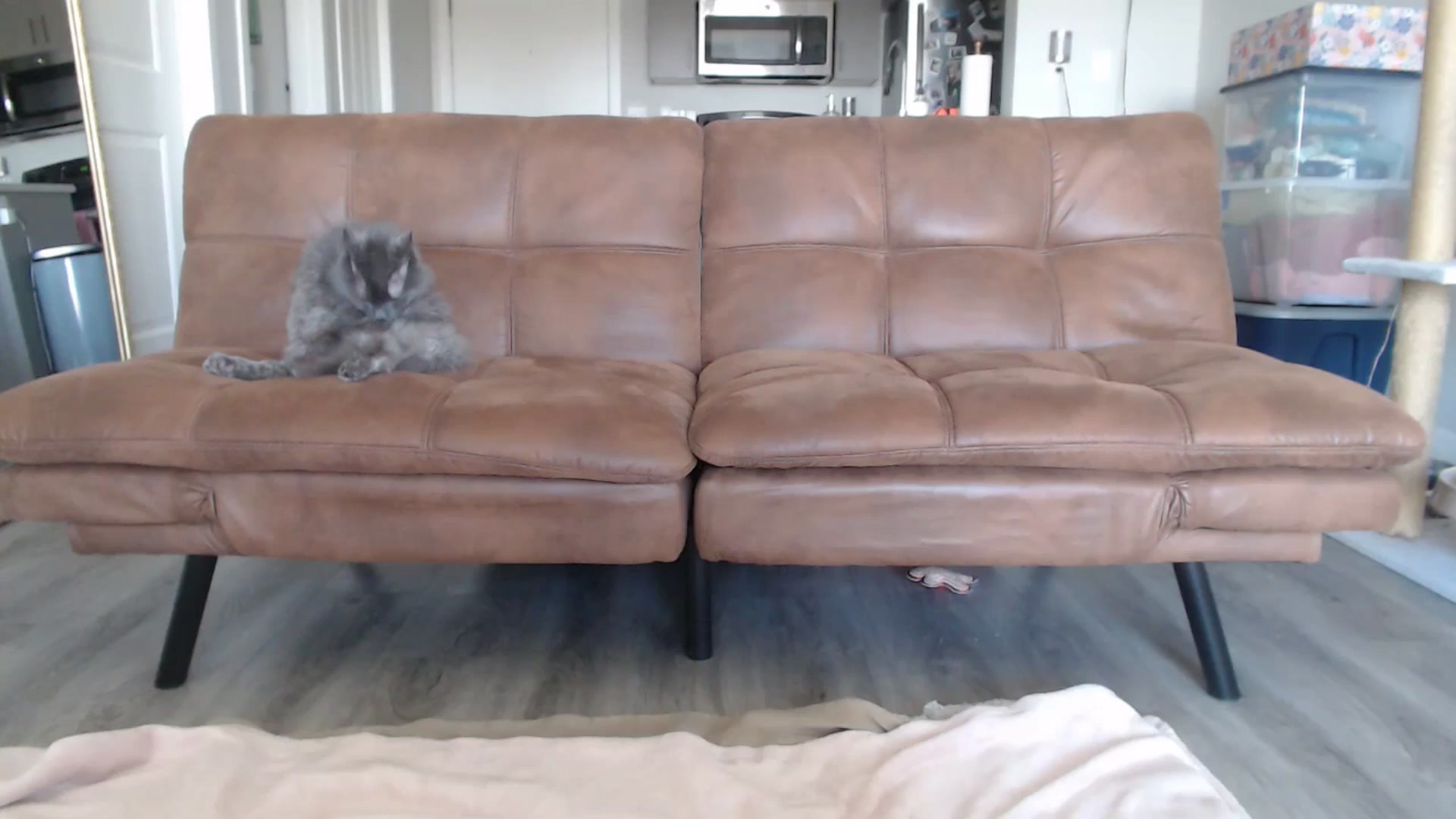 Gallery image thumbnail from AlexisWildest's myfreecams stream on, 04/15/2025, 02:31 image 10 of 20