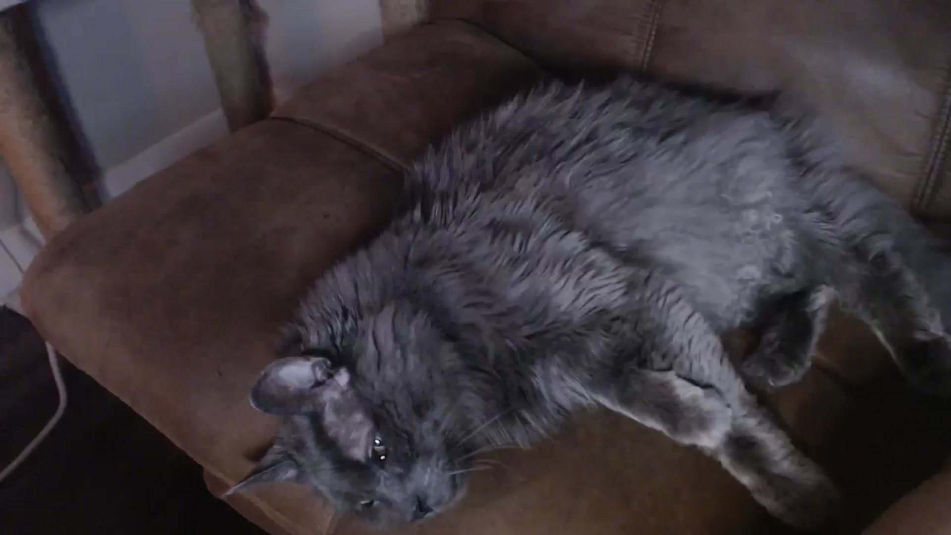 Gallery image thumbnail from AlexisWildest's myfreecams stream on, 04/02/2026, 02:43 image 17 of 20
