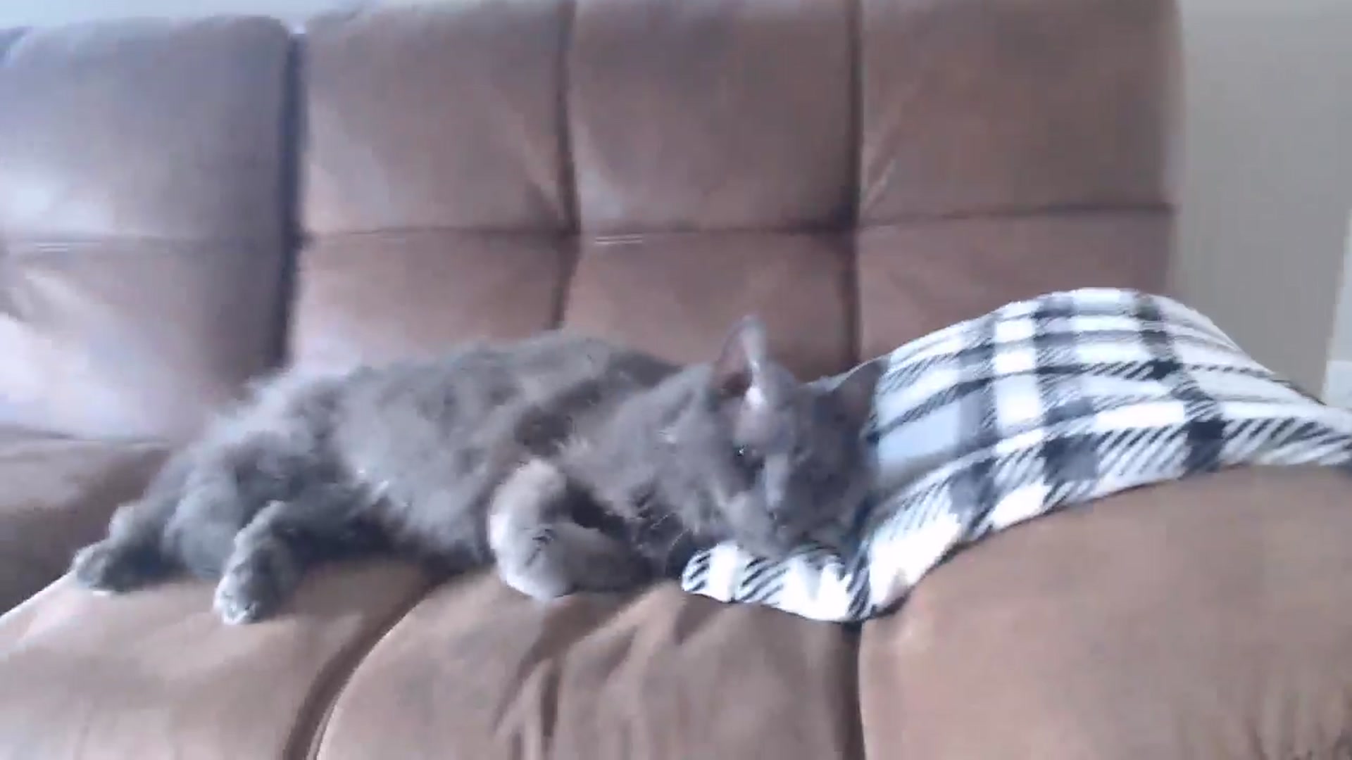 Gallery image thumbnail from AlexisWildest's myfreecams stream on, 04/24/2026, 24:03 image 8 of 20