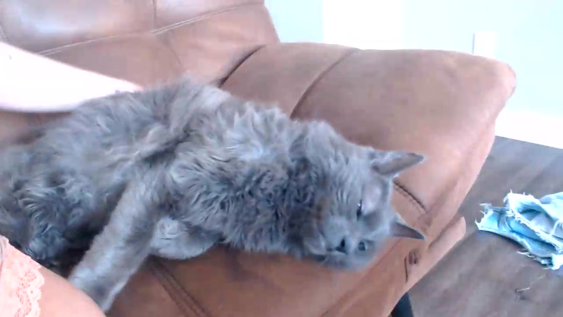 Gallery image thumbnail from AlexisWildest's myfreecams stream on, 05/13/2026, 02:14 image 2 of 20
