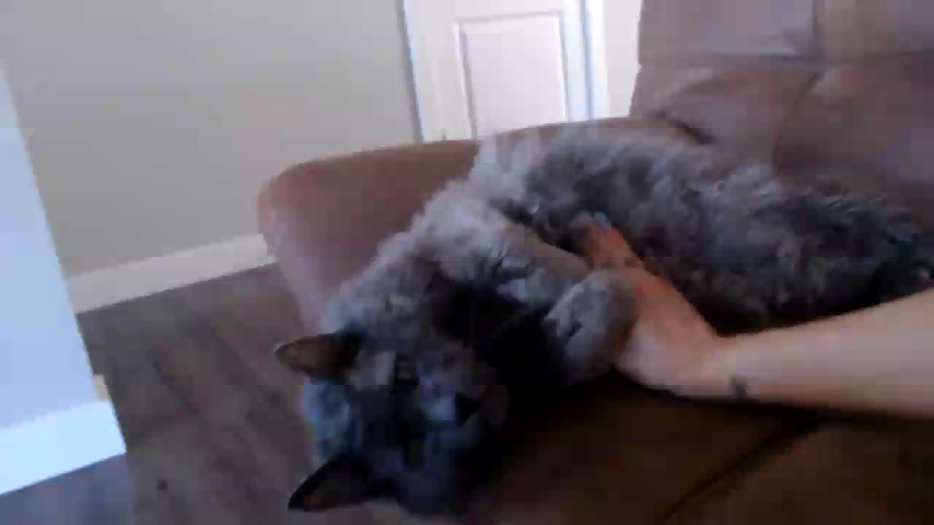 Gallery image thumbnail from AlexisWildest's myfreecams stream on, 05/30/2026, 02:09 image 5 of 20