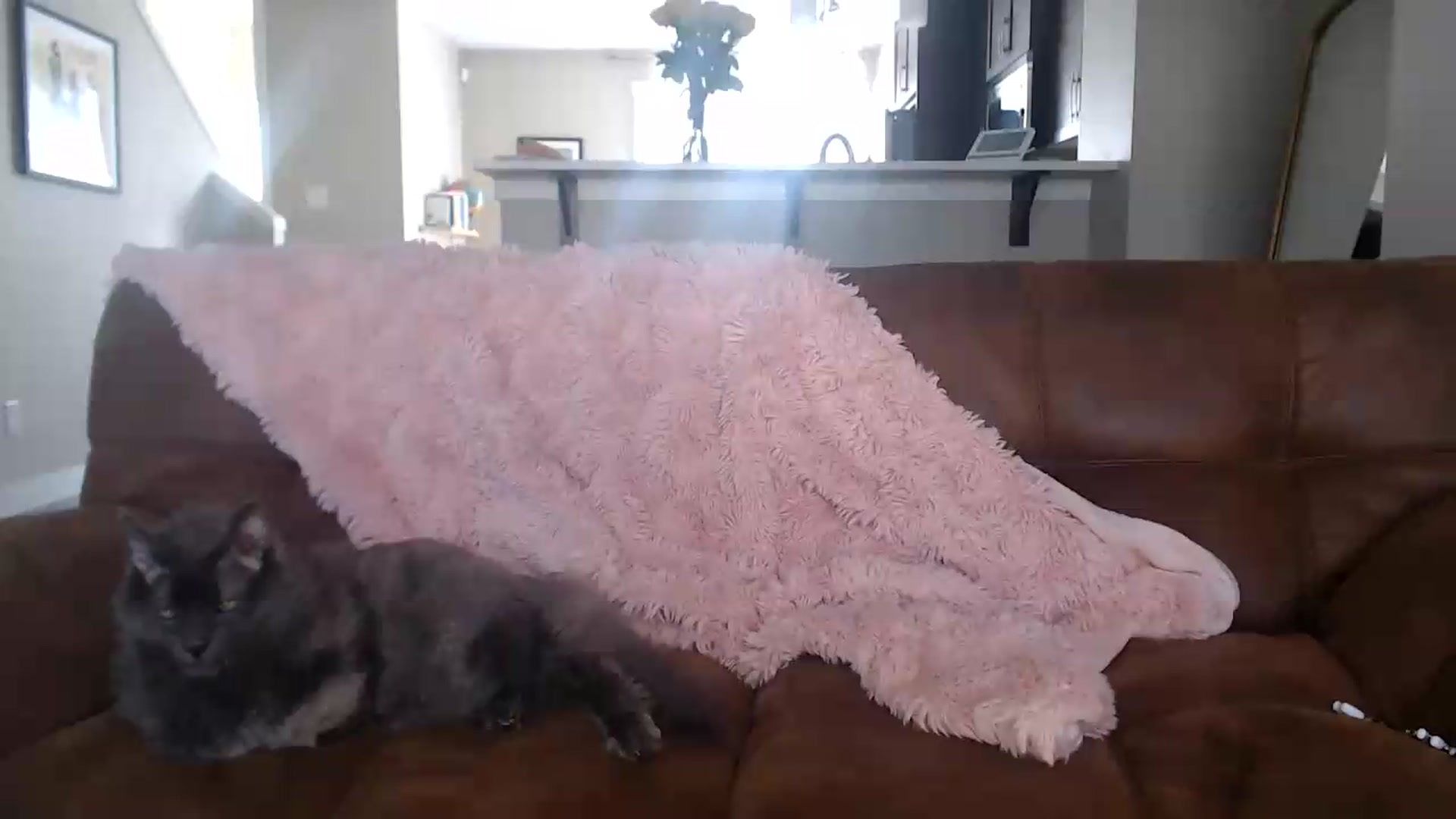 Gallery image thumbnail from AlexisWildest's myfreecams stream on, 06/05/2026, 01:42 image 5 of 20