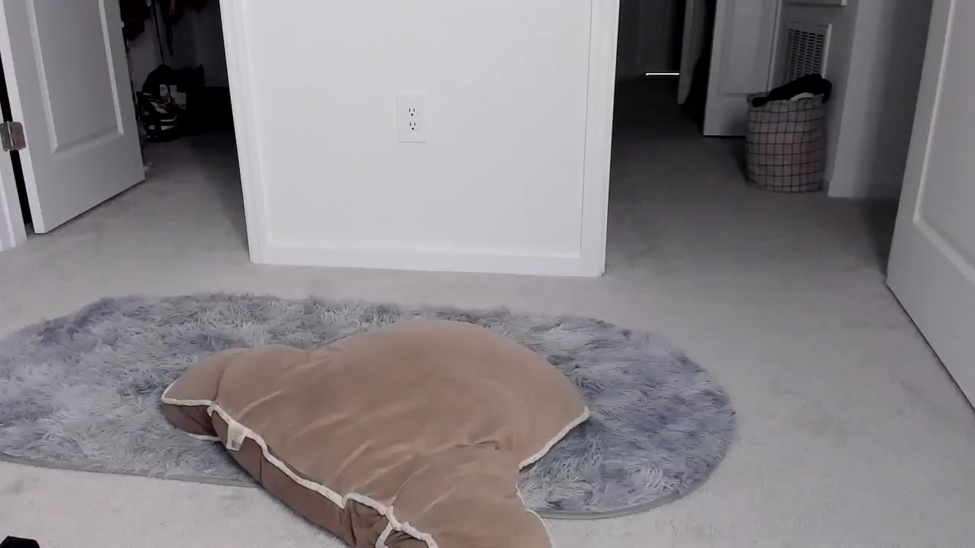 Gallery image thumbnail from Alexis_Amorr's myfreecams stream on, 02/14/2026, 21:01 image 18 of 20