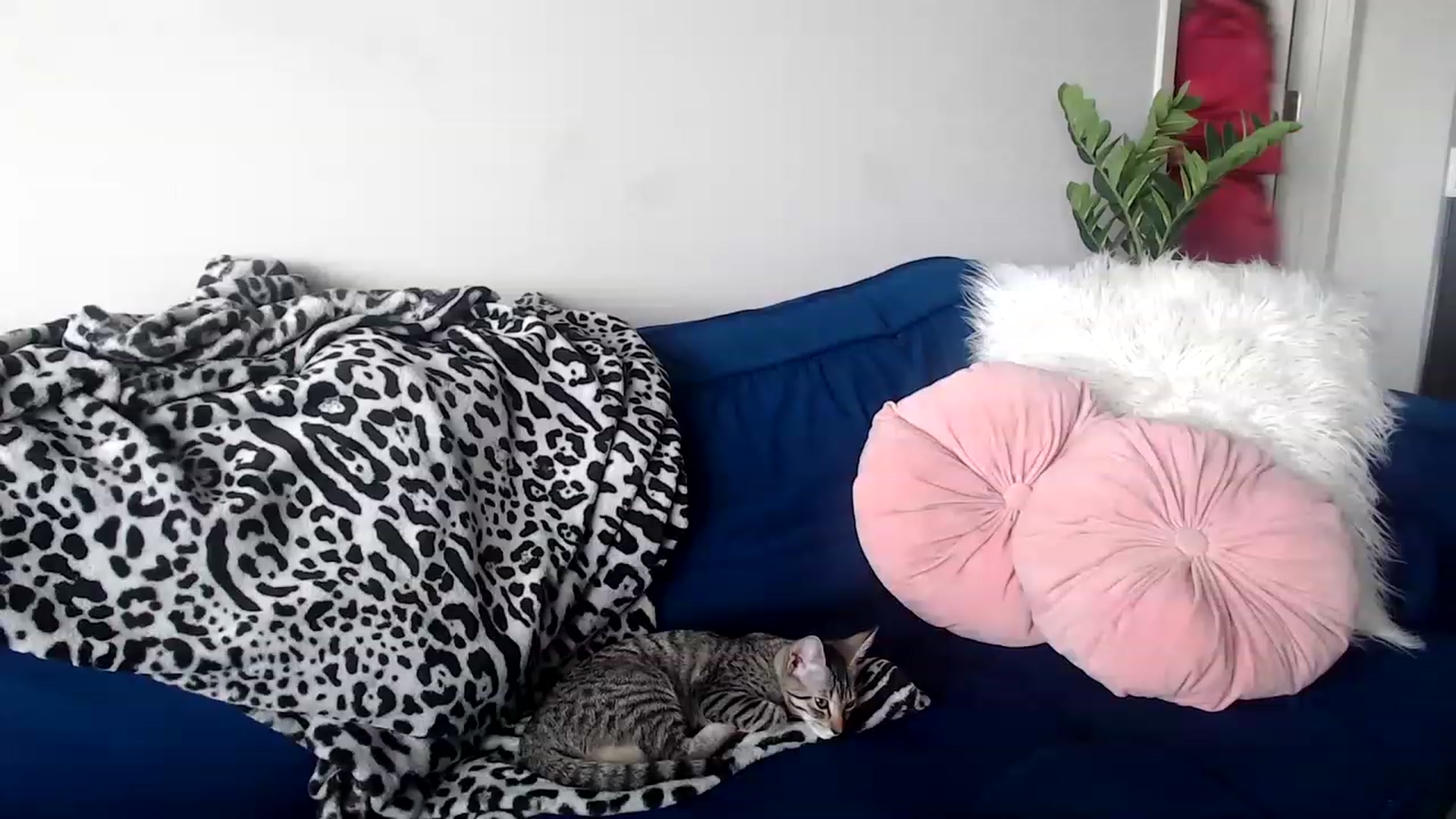 Gallery image thumbnail from Alexis_Anne's myfreecams stream on, 06/20/2023, 21:03 image 2 of 20