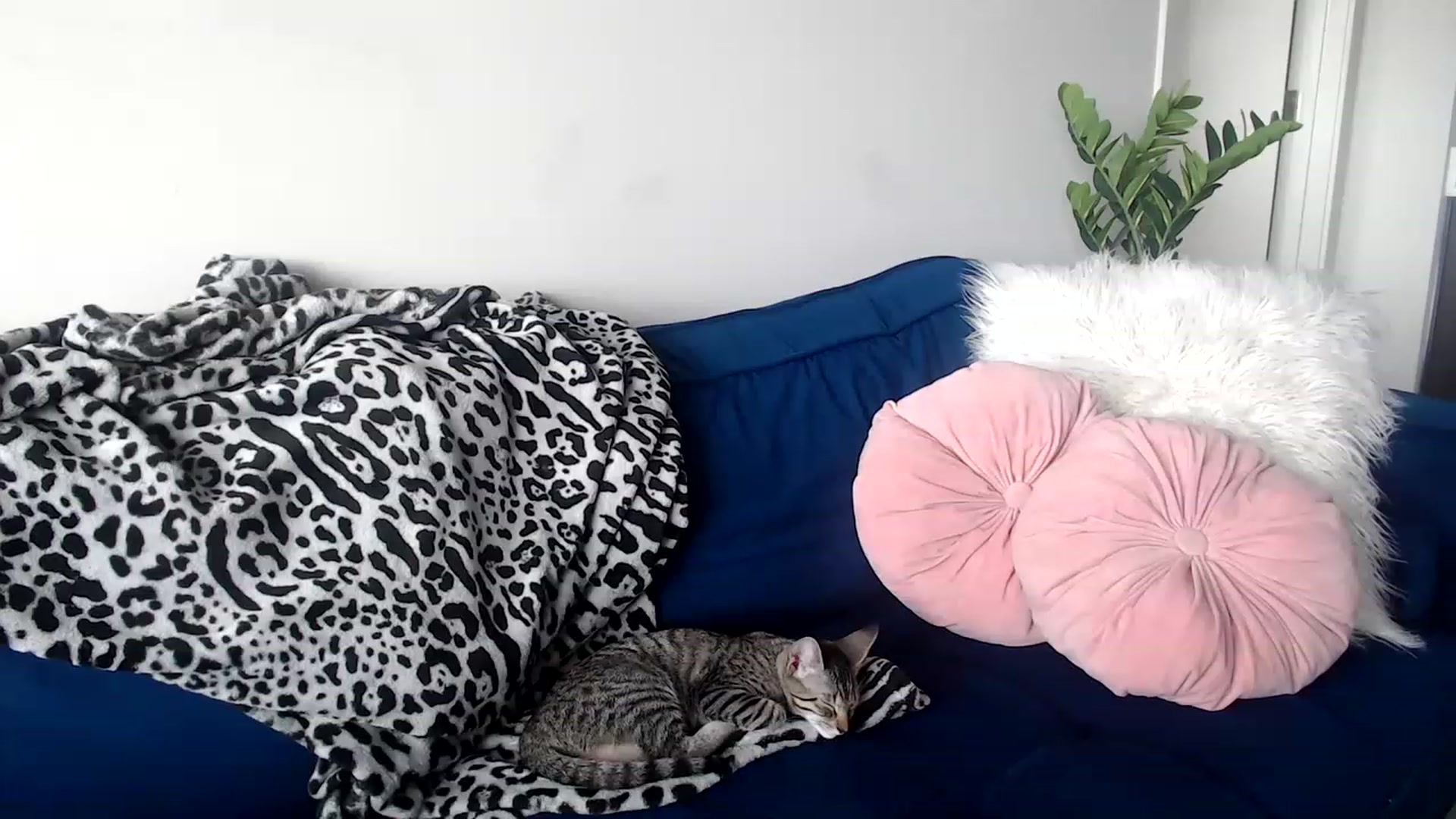 Gallery image thumbnail from Alexis_Anne's myfreecams stream on, 06/20/2023, 21:03 image 3 of 20