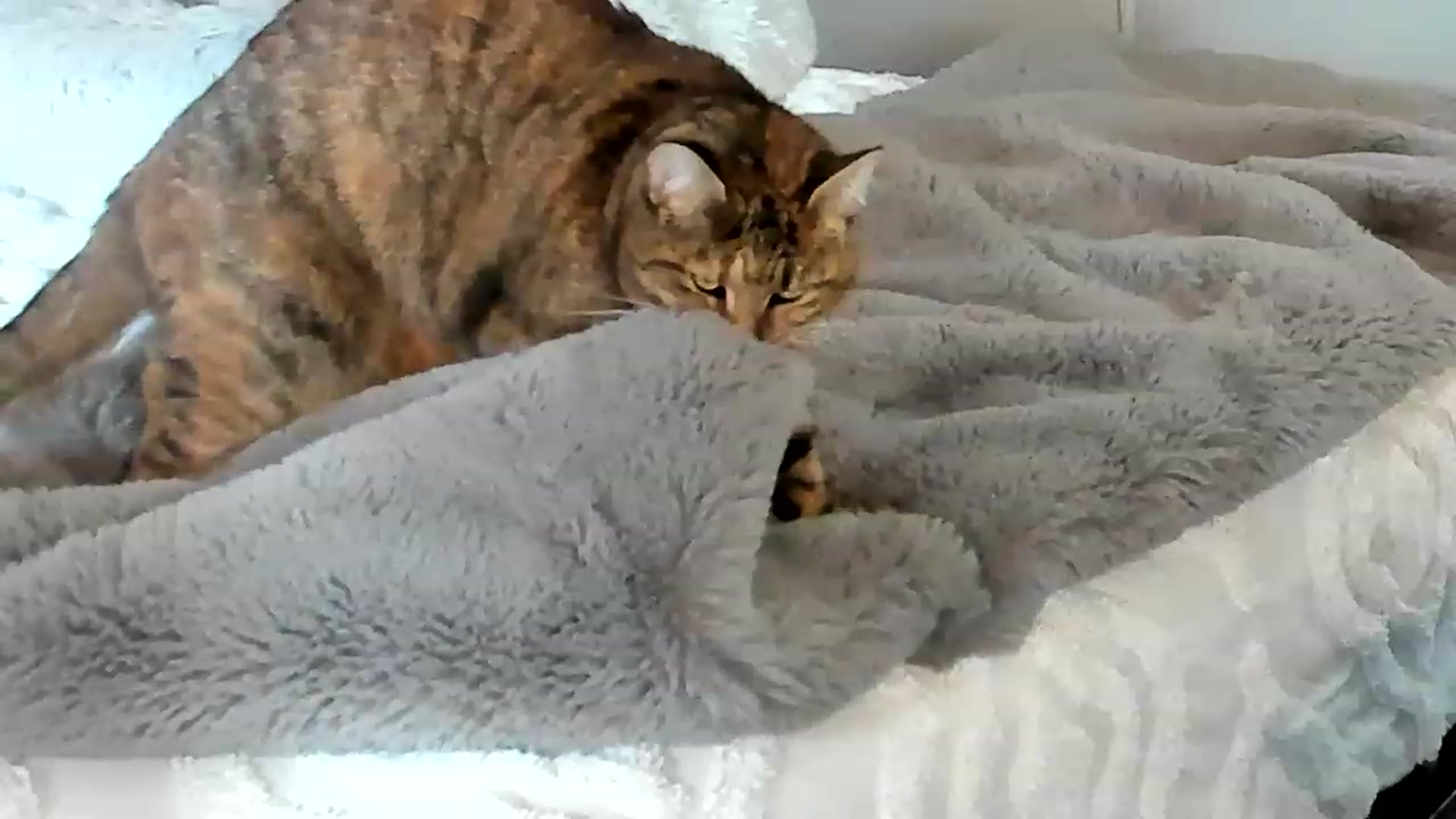 Gallery image thumbnail from Alice_NZ's myfreecams stream on, 04/18/2023, 01:23 image 19 of 20