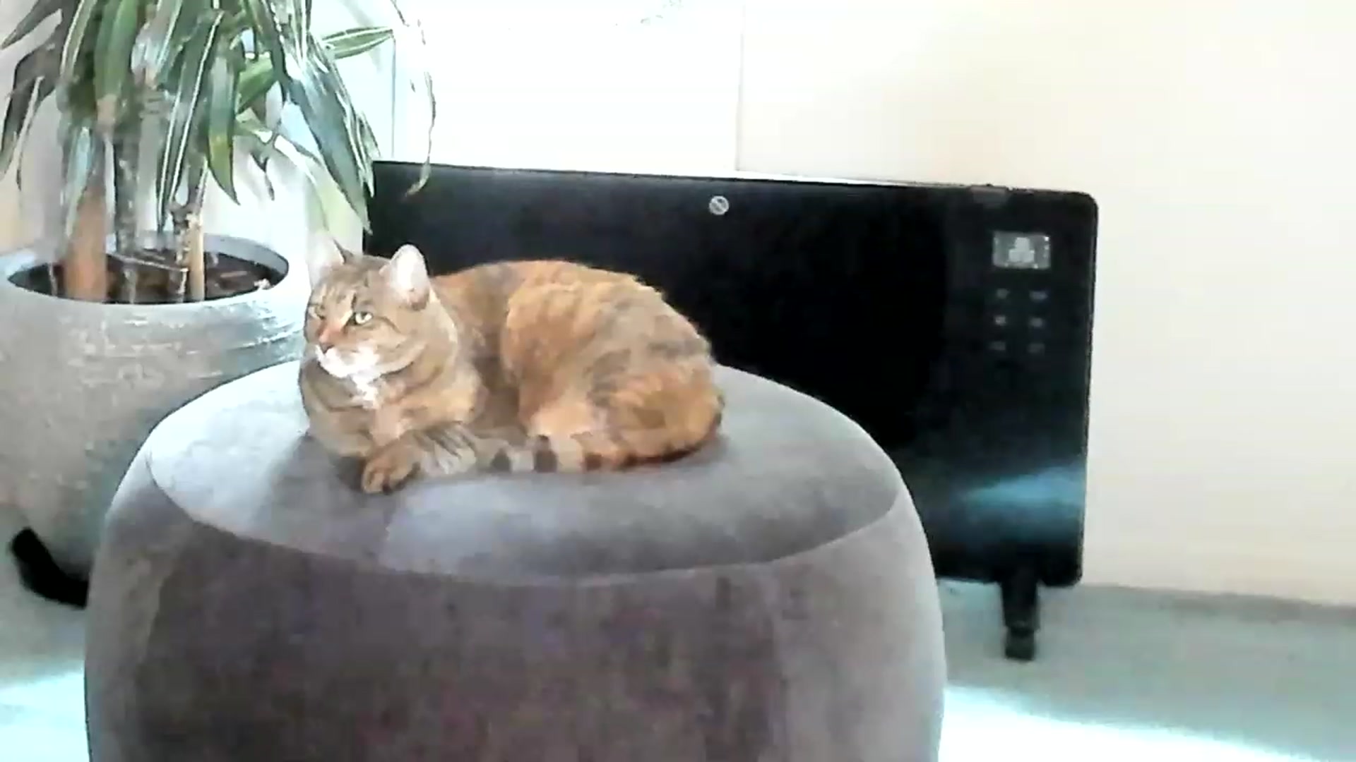 Gallery image thumbnail from Alice_NZ's myfreecams stream on, 04/18/2023, 01:23 image 17 of 20