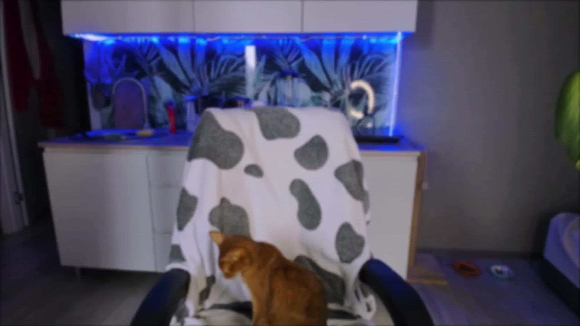 Gallery image thumbnail from Alien_Eva's myfreecams stream on, 09/18/2024, 02:46 image 15 of 20