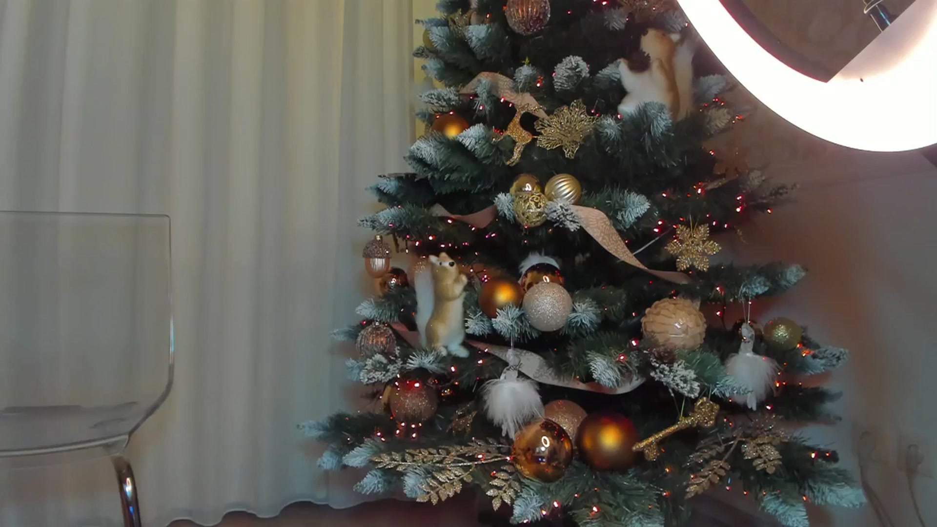 Gallery image thumbnail from Alissa_May's myfreecams stream on, 01/05/2024, 14:05 image 1 of 20