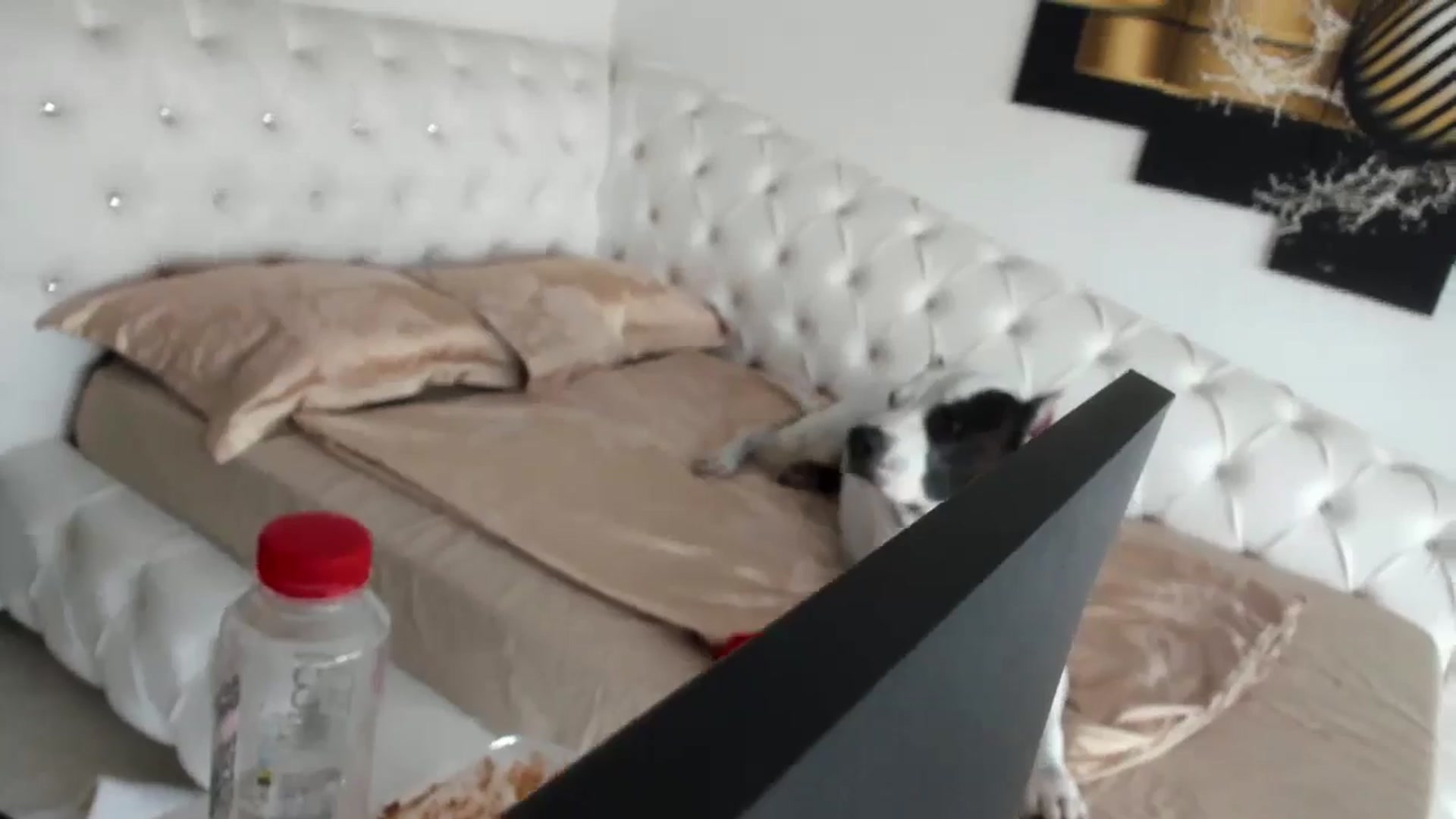 Gallery image thumbnail from Allesia_'s myfreecams stream on, 10/31/2024, 12:33 image 20 of 20