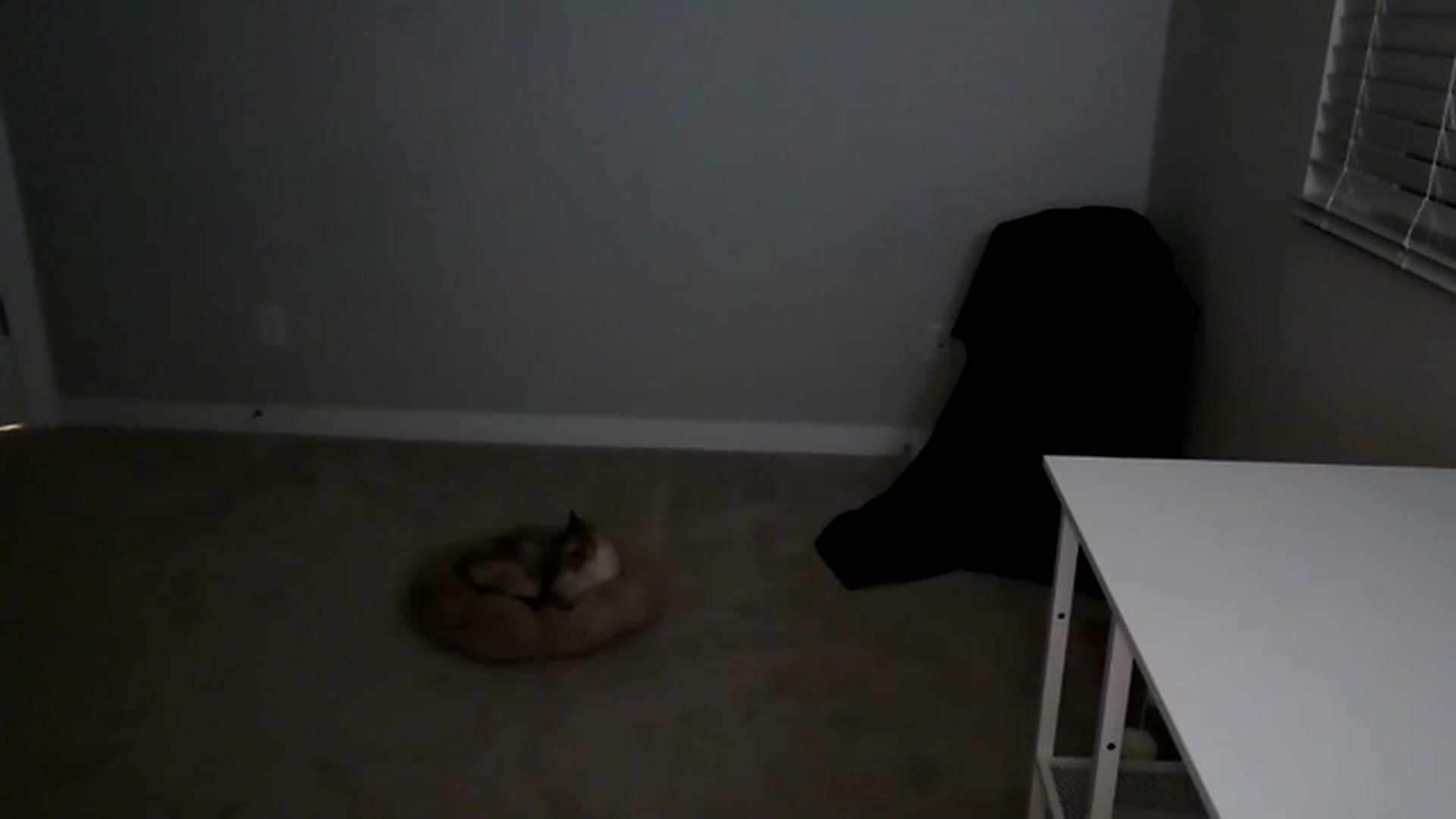 Gallery image thumbnail from Alliecat001's myfreecams stream on, 11/23/2023, 06:42 image 11 of 20