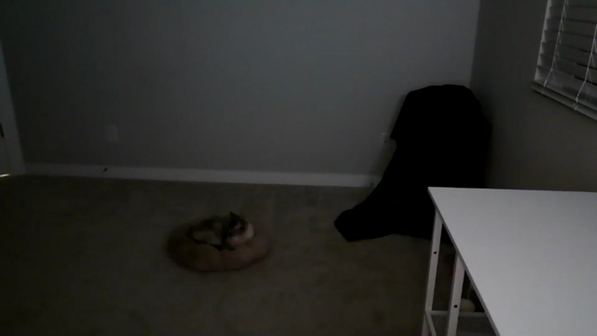 Gallery image thumbnail from Alliecat001's myfreecams stream on, 11/23/2023, 06:42 image 10 of 20