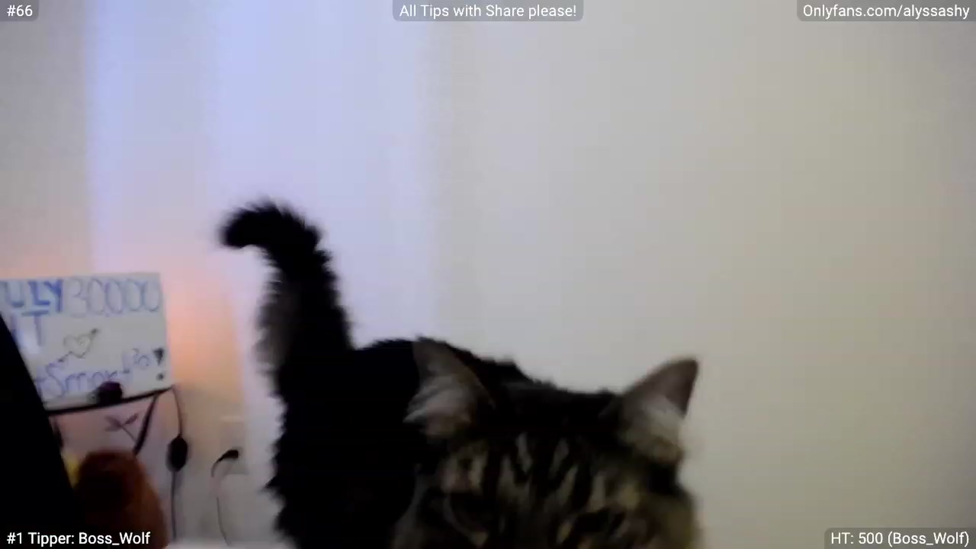 Gallery image thumbnail from AlyssaShy's myfreecams stream on, 07/26/2023, 21:31 image 1 of 20