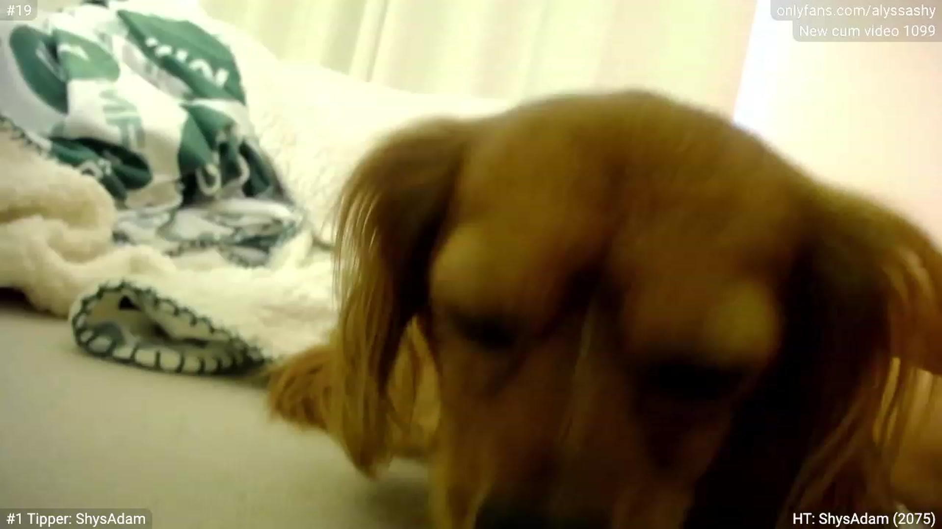Gallery image thumbnail from AlyssaShy's myfreecams stream on, 10/17/2023, 20:39 image 19 of 20