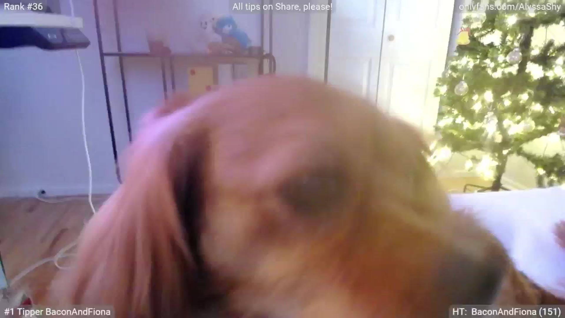 Gallery image thumbnail from AlyssaShy's myfreecams stream on, 12/05/2024, 19:36 image 1 of 20