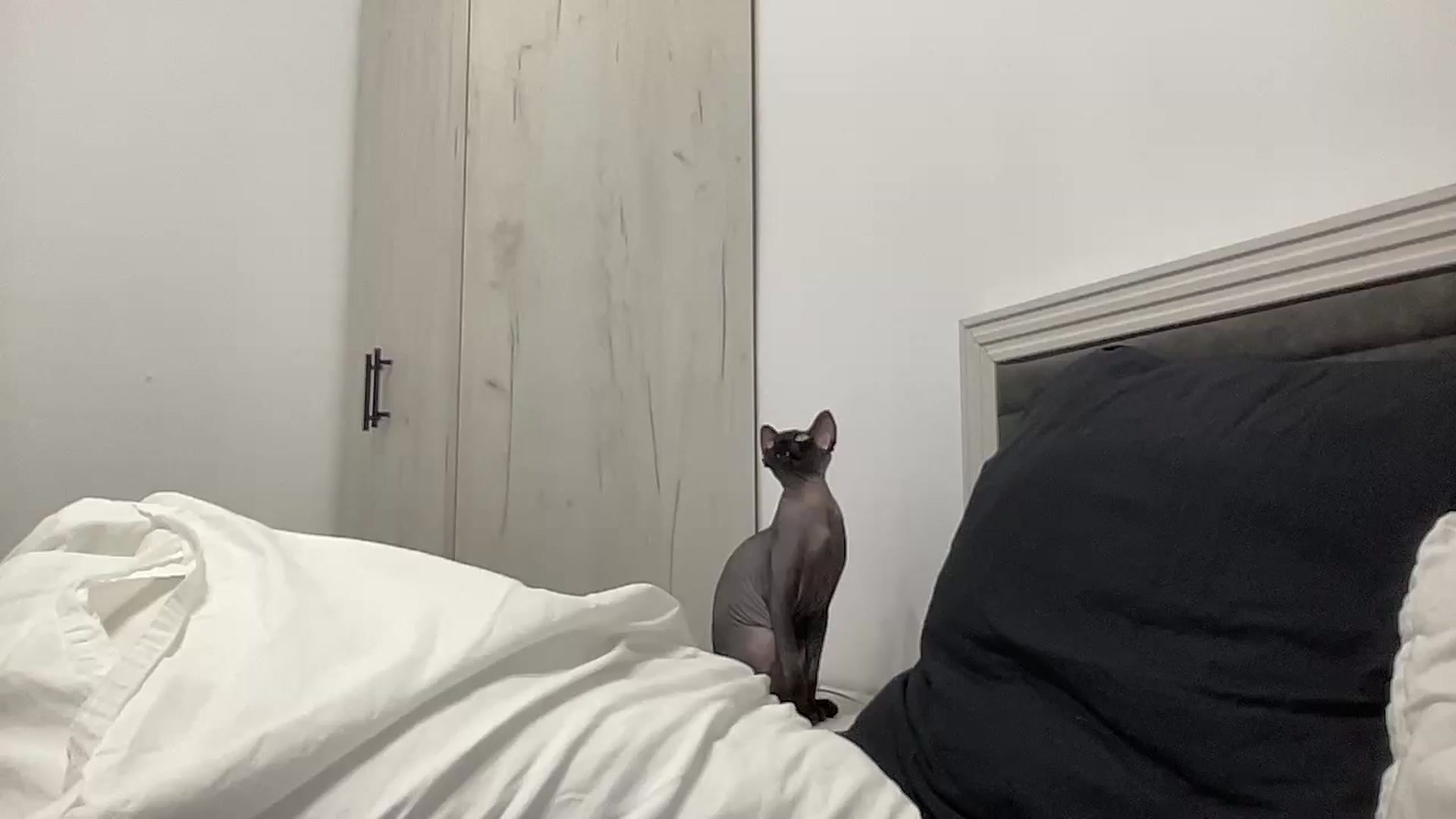 Gallery image thumbnail from AmberHottX's myfreecams stream on, 07/05/2024, 20:24 image 19 of 20