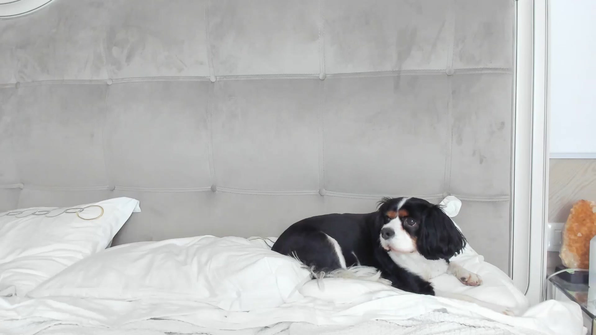 Gallery image thumbnail from AmberVenus's myfreecams stream on, 03/24/2025, 17:27 image 5 of 20