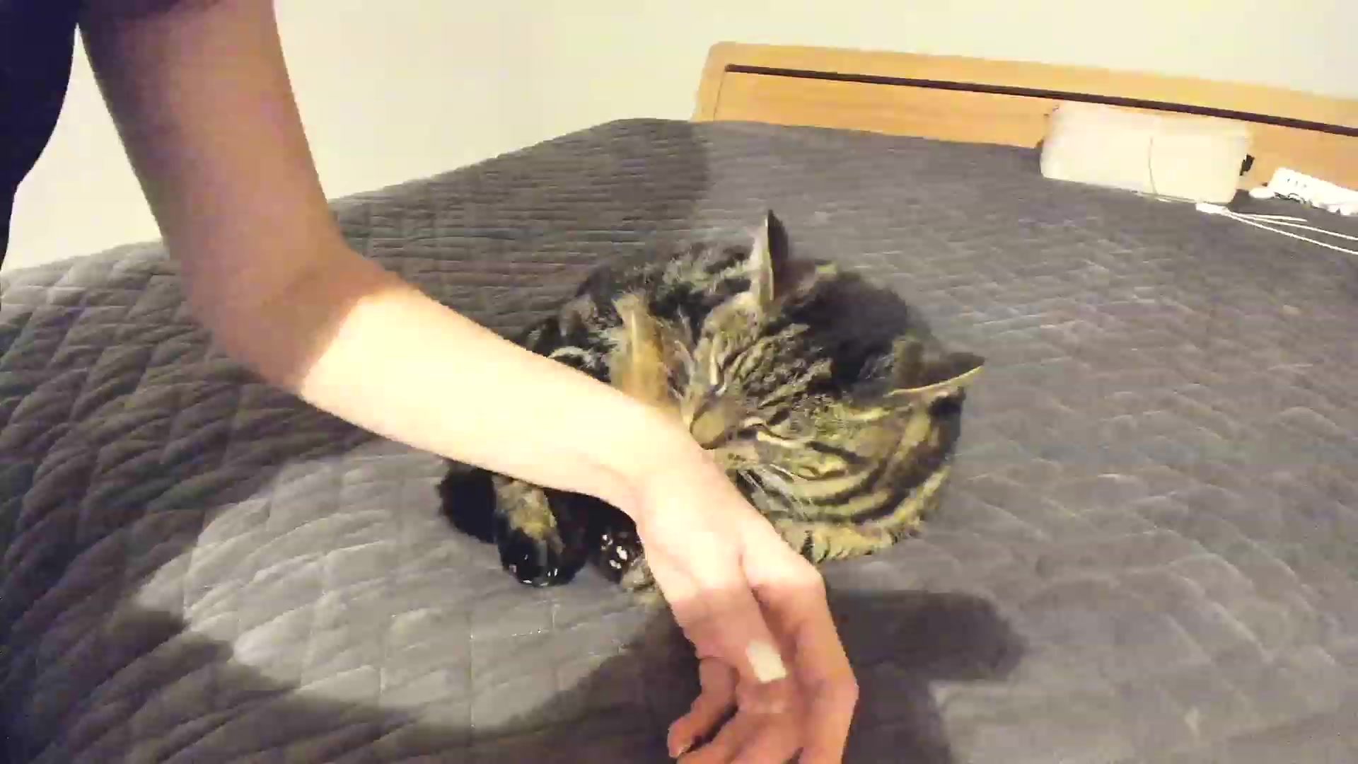 Gallery image thumbnail from Amber_Fry's myfreecams stream on, 11/26/2022, 24:01 image 11 of 20