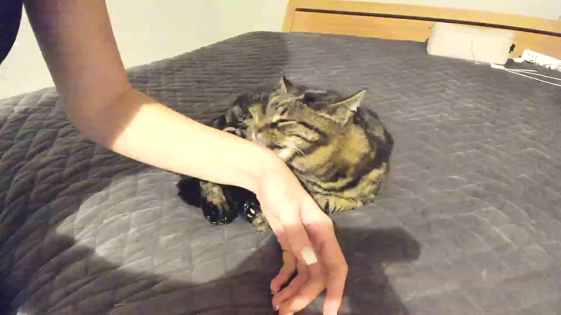 Gallery image thumbnail from Amber_Fry's myfreecams stream on, 11/26/2022, 24:45 image 2 of 20