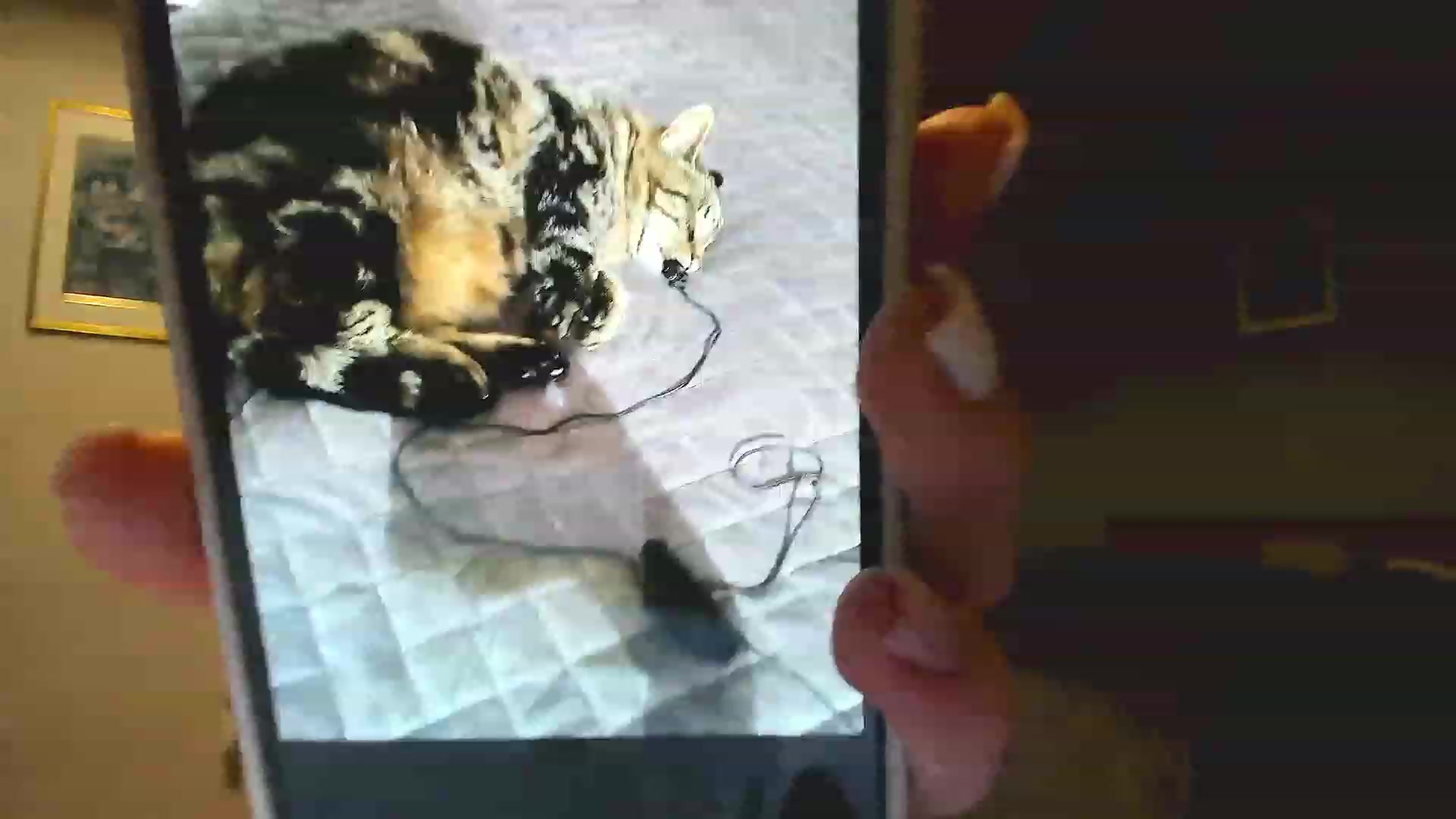 Gallery image thumbnail from Amber_Fry's myfreecams stream on, 11/26/2022, 24:45 image 15 of 20