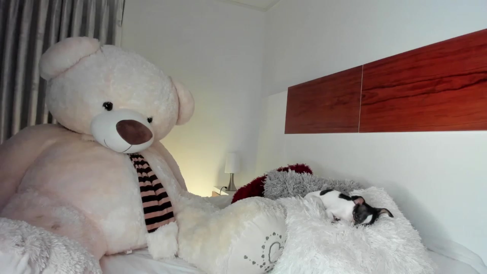 Gallery image thumbnail from Amber_walker's myfreecams stream on, 12/27/2022, 03:40 image 9 of 20