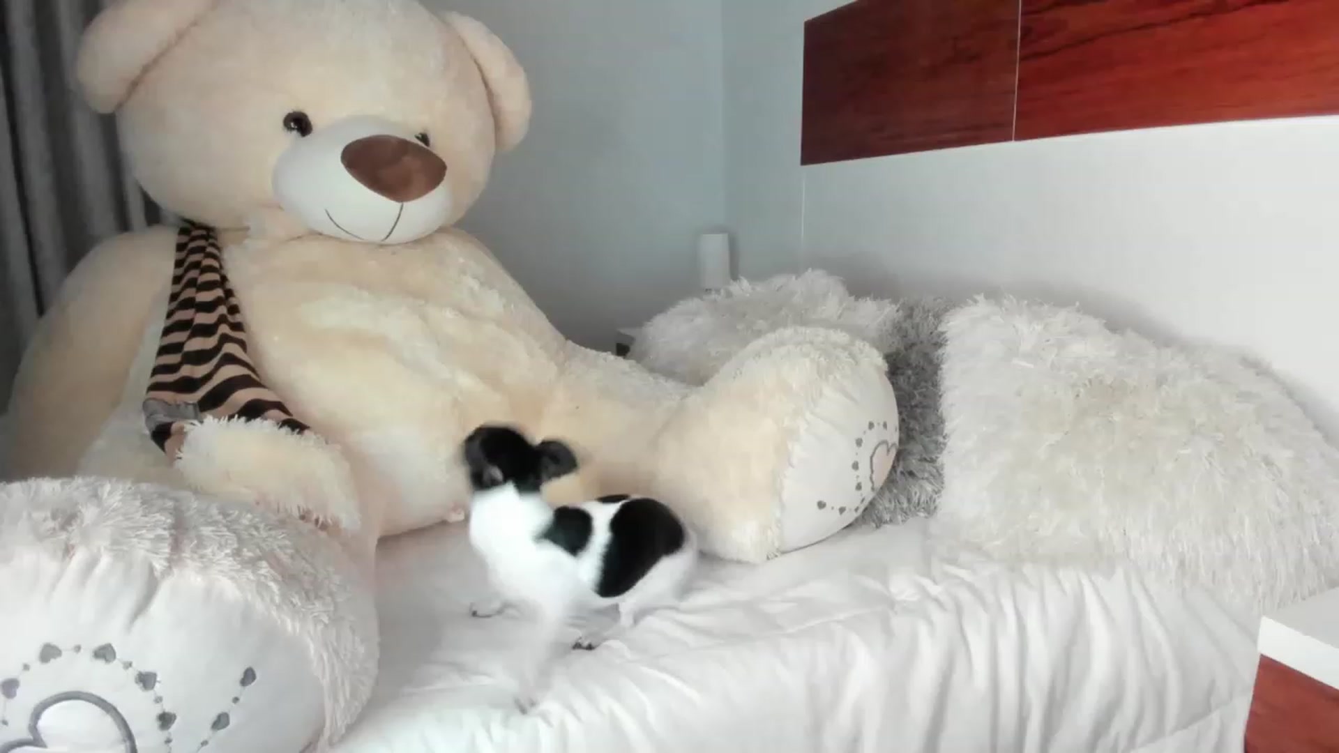 Gallery image thumbnail from Amber_walker's myfreecams stream on, 01/16/2023, 03:56 image 3 of 20