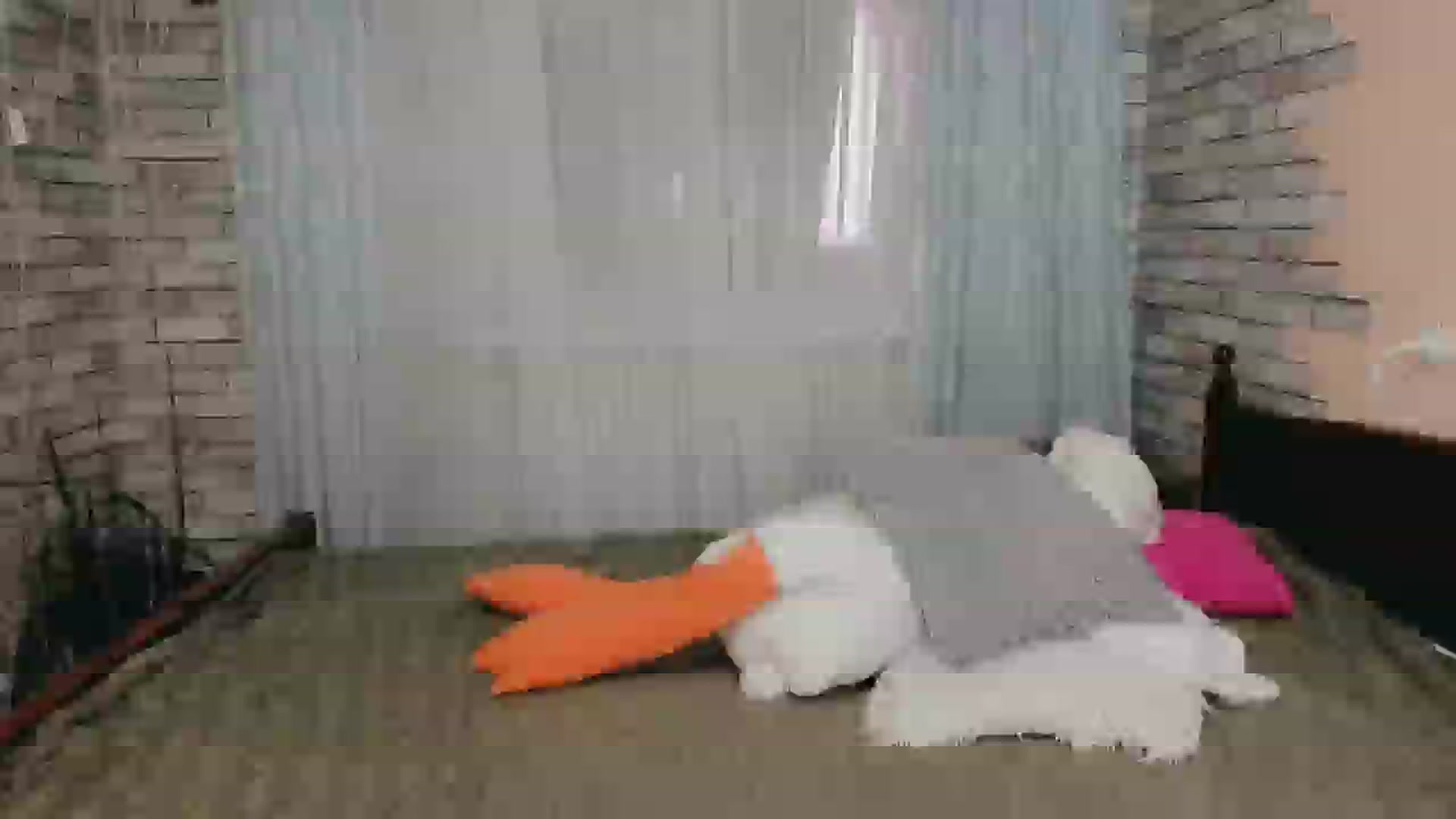 Gallery image thumbnail from Ambri_Lili's myfreecams stream on, 06/06/2024, 15:02 image 20 of 20