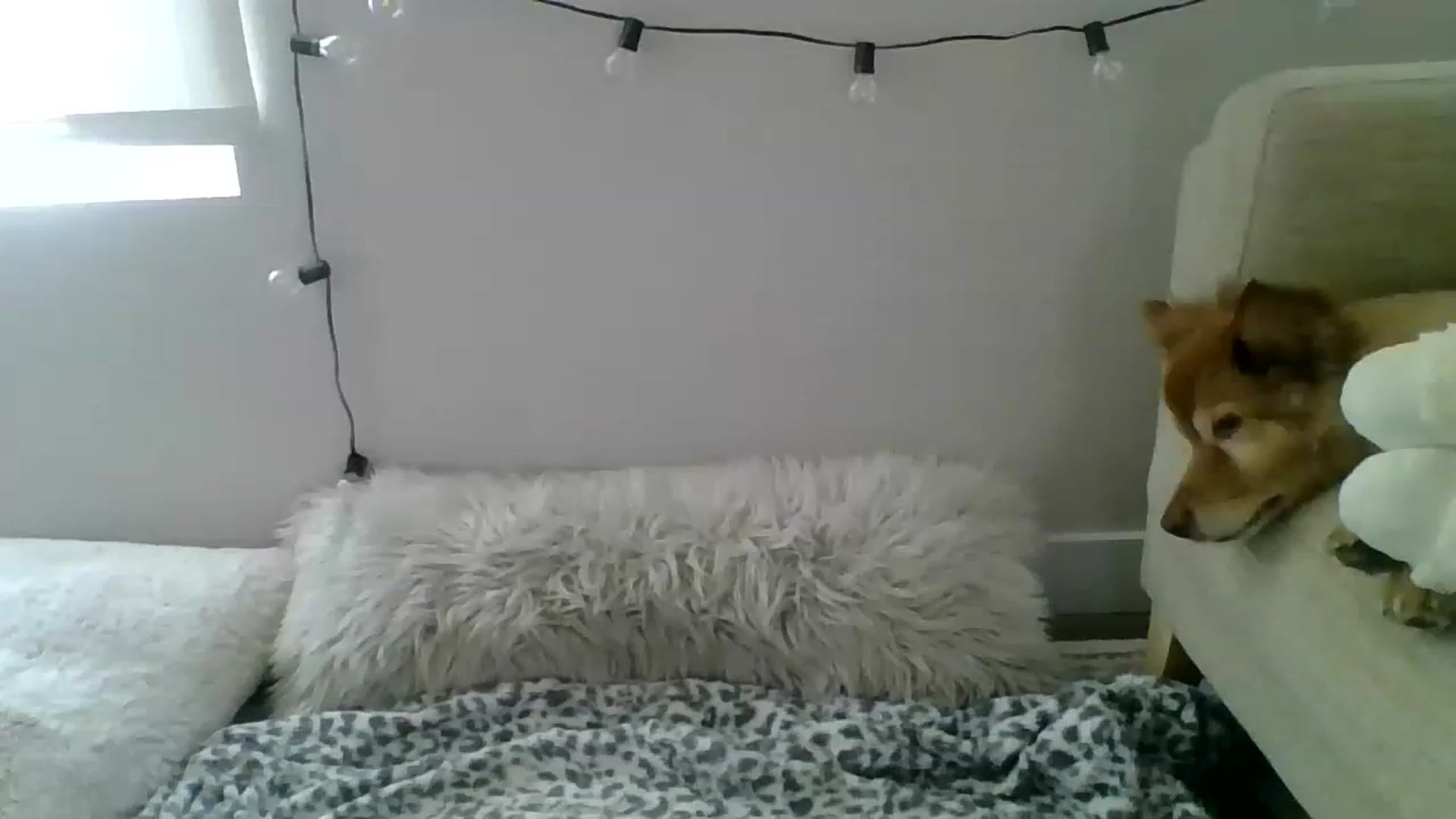 Gallery image thumbnail from Amethyst_Gem's myfreecams stream on, 11/25/2022, 22:20 image 14 of 20