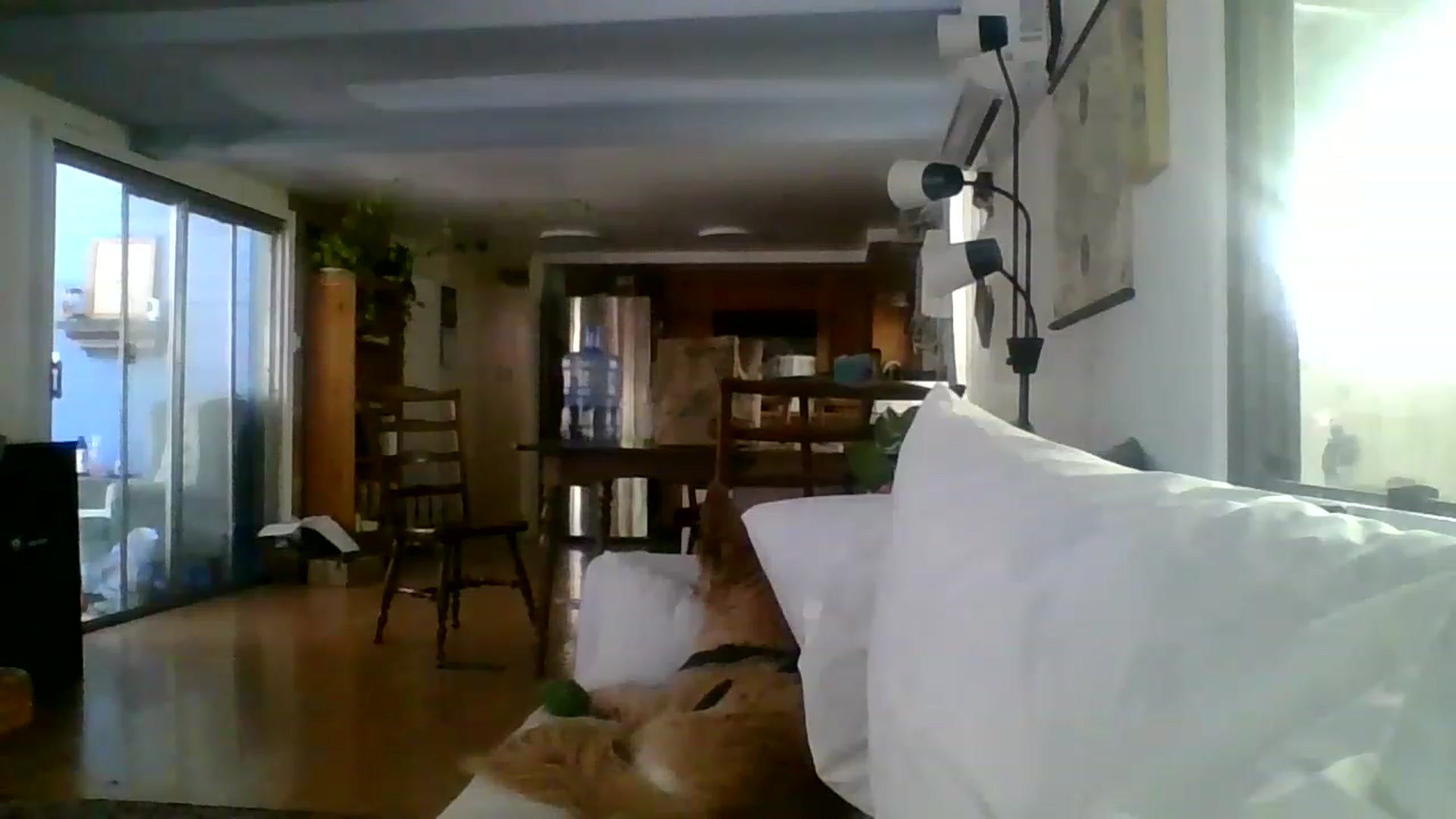 Gallery image thumbnail from Amethyst_Gem's myfreecams stream on, 06/19/2023, 18:52 image 14 of 20