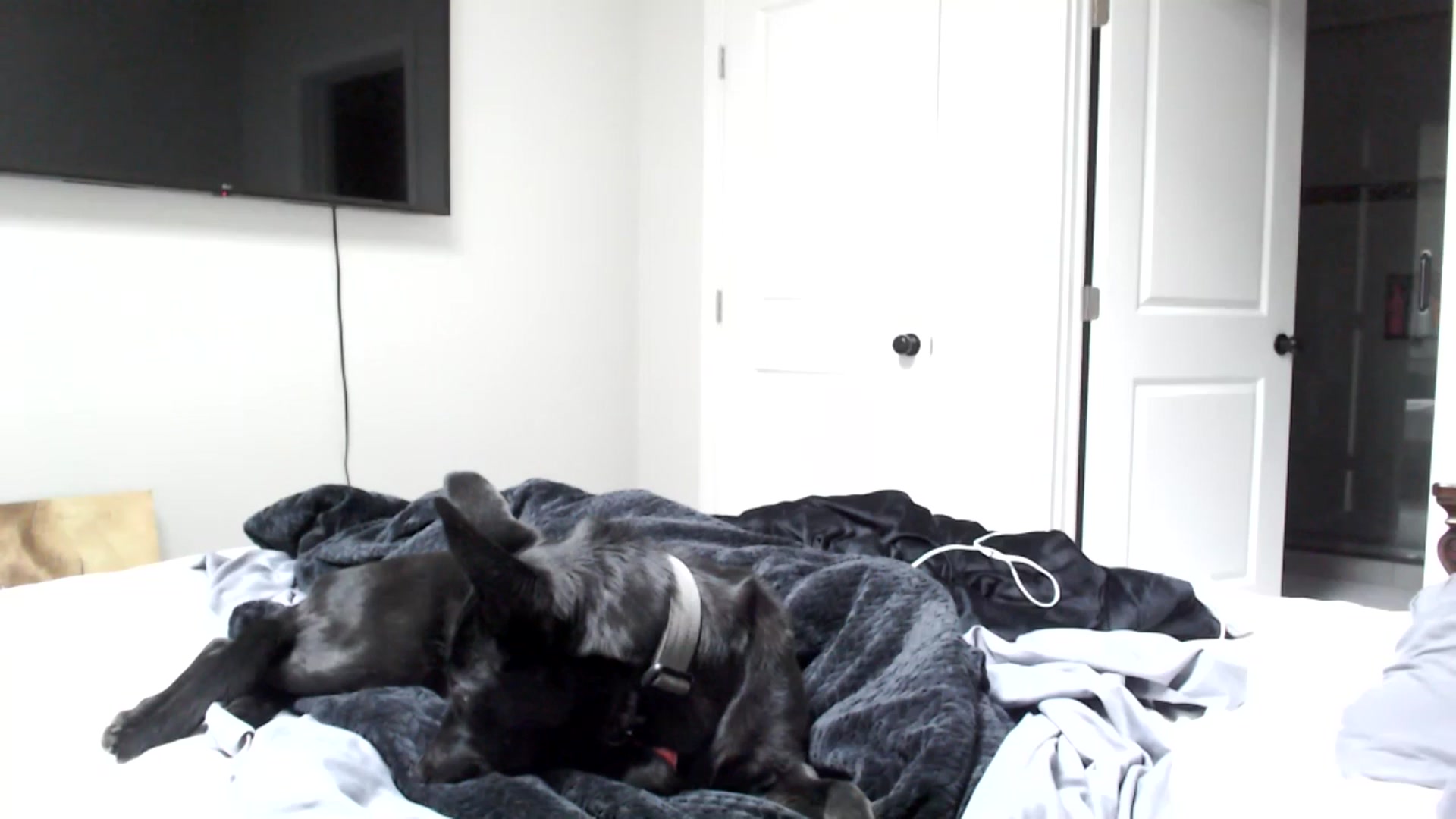 Gallery image thumbnail from AmyDay's myfreecams stream on, 02/27/2025, 18:06 image 16 of 20