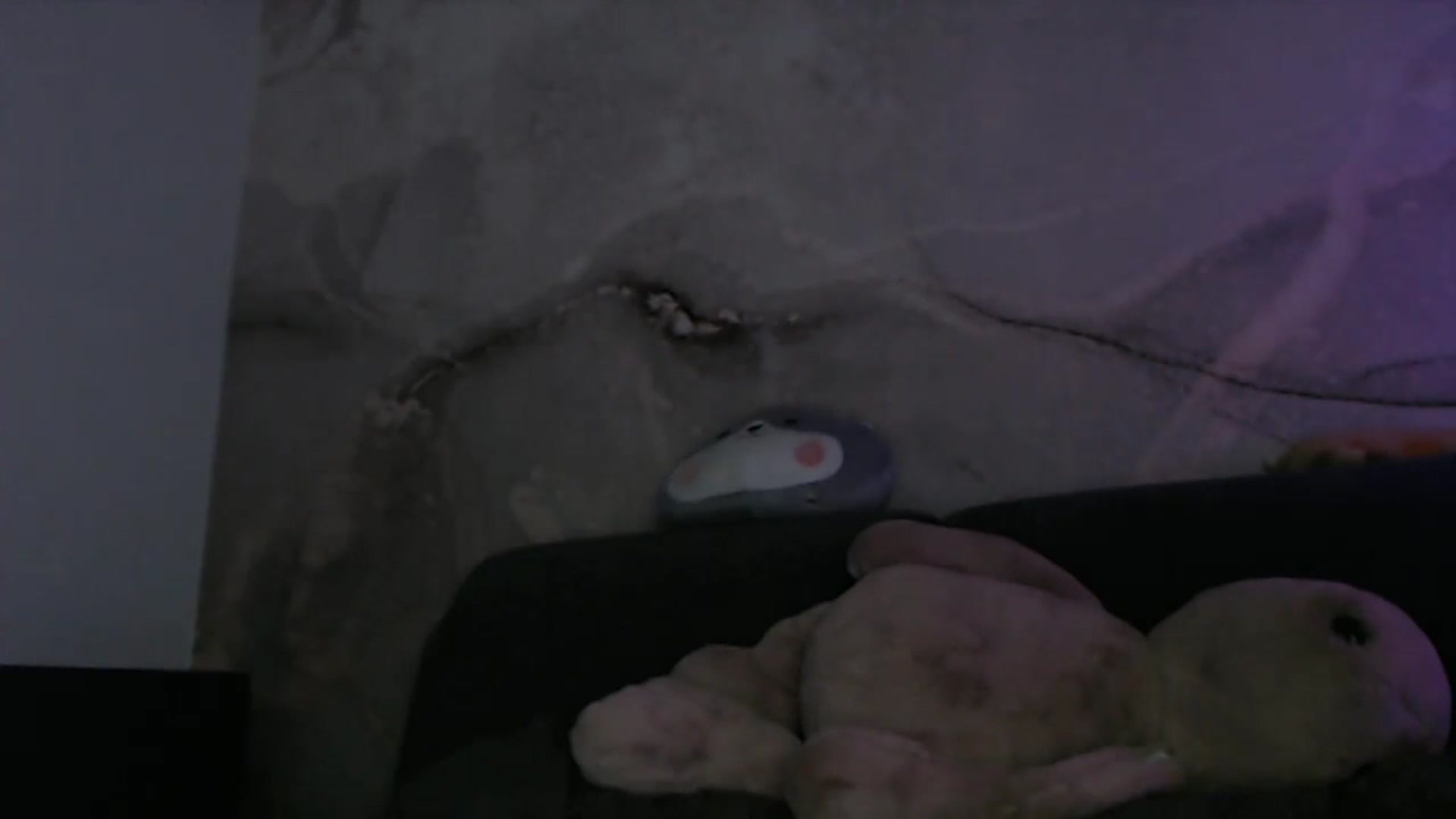 Gallery image thumbnail from An_Basset's myfreecams stream on, 12/12/2022, 23:22 image 17 of 20