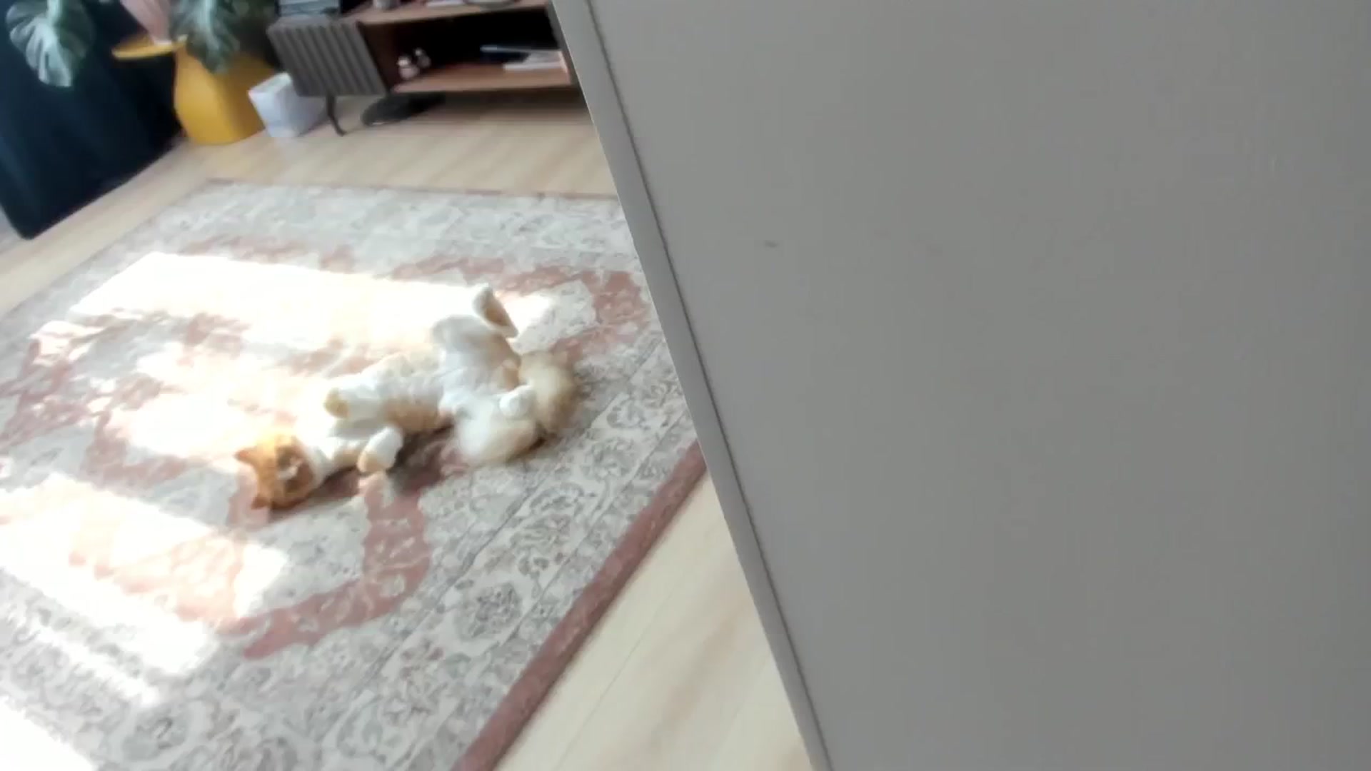 Gallery image thumbnail from Ana_Bird's myfreecams stream on, 09/30/2024, 06:43 image 6 of 20