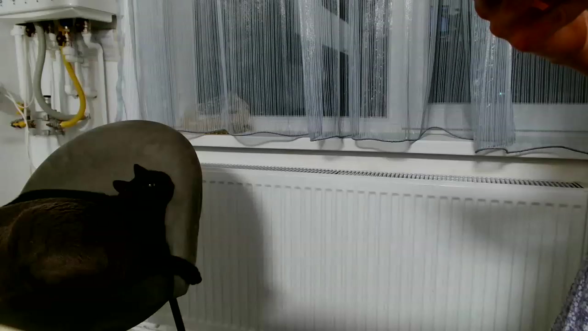Gallery image thumbnail from Ana_Rose's myfreecams stream on, 06/09/2023, 23:30 image 14 of 20