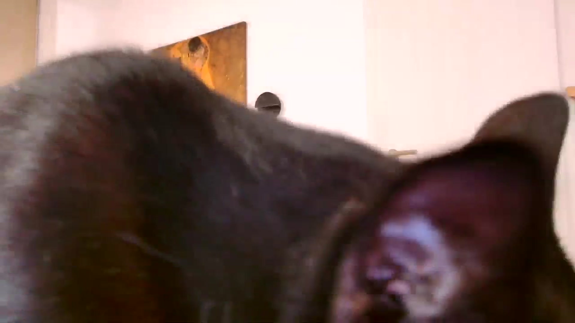 Gallery image thumbnail from Ana_Rose's myfreecams stream on, 03/06/2024, 22:24 image 6 of 20
