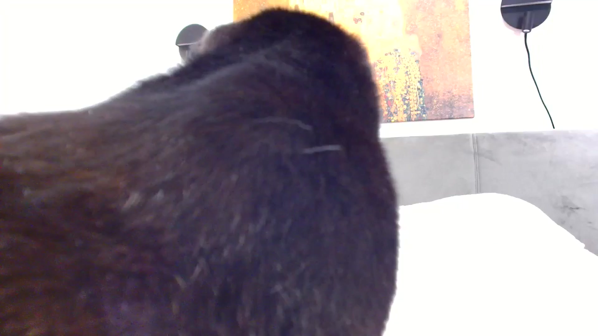 Gallery image thumbnail from Ana_Rose's myfreecams stream on, 08/28/2024, 22:33 image 15 of 20