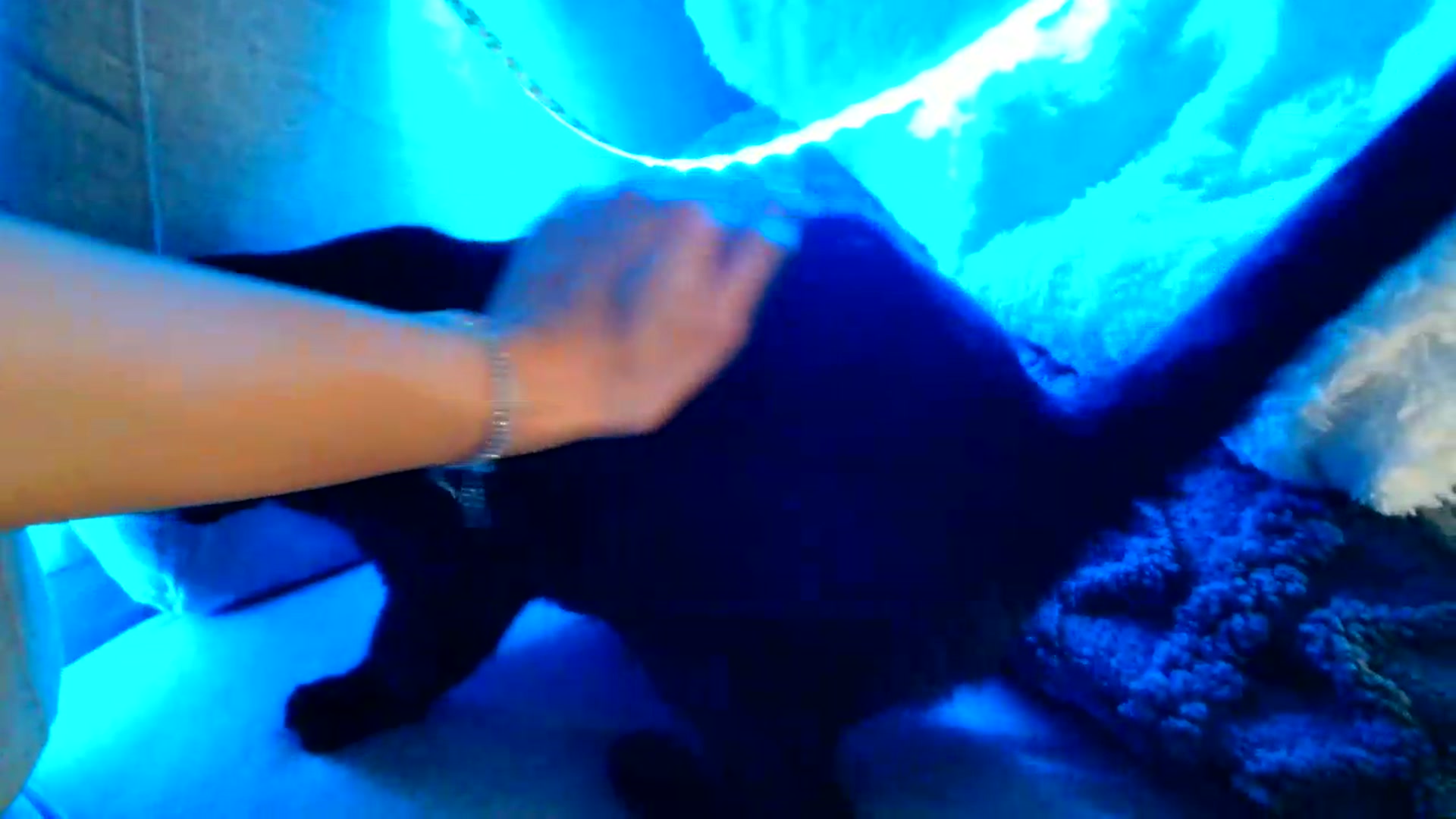 Gallery image thumbnail from Ana_Rose's myfreecams stream on, 06/27/2026, 24:05 image 16 of 20