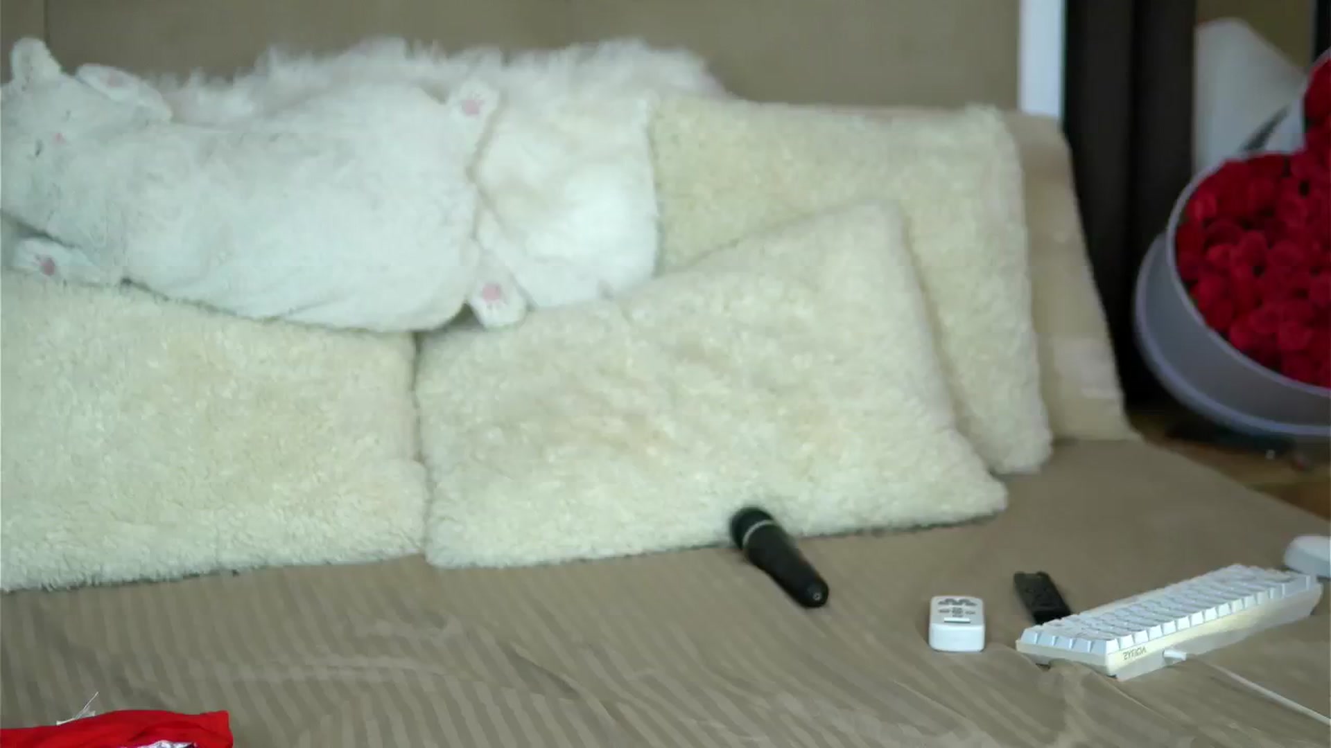 Gallery image thumbnail from AnaisBellas's myfreecams stream on, 12/20/2024, 01:20 image 3 of 20