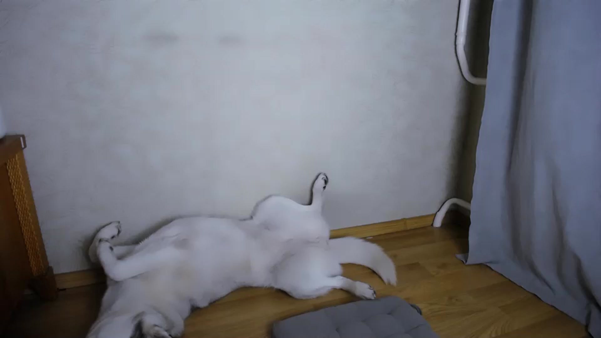 Gallery image thumbnail from AnasLoves's myfreecams stream on, 10/19/2023, 15:16 image 17 of 20