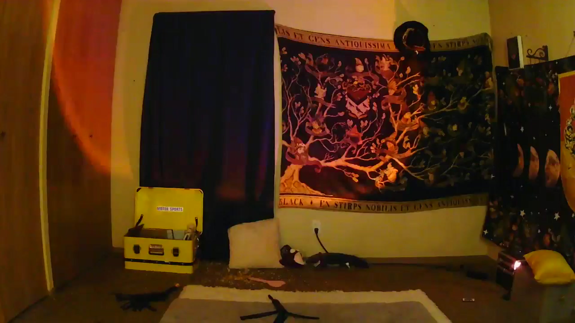 Gallery image thumbnail from Ancored's myfreecams stream on, 06/10/2025, 05:34 image 18 of 20