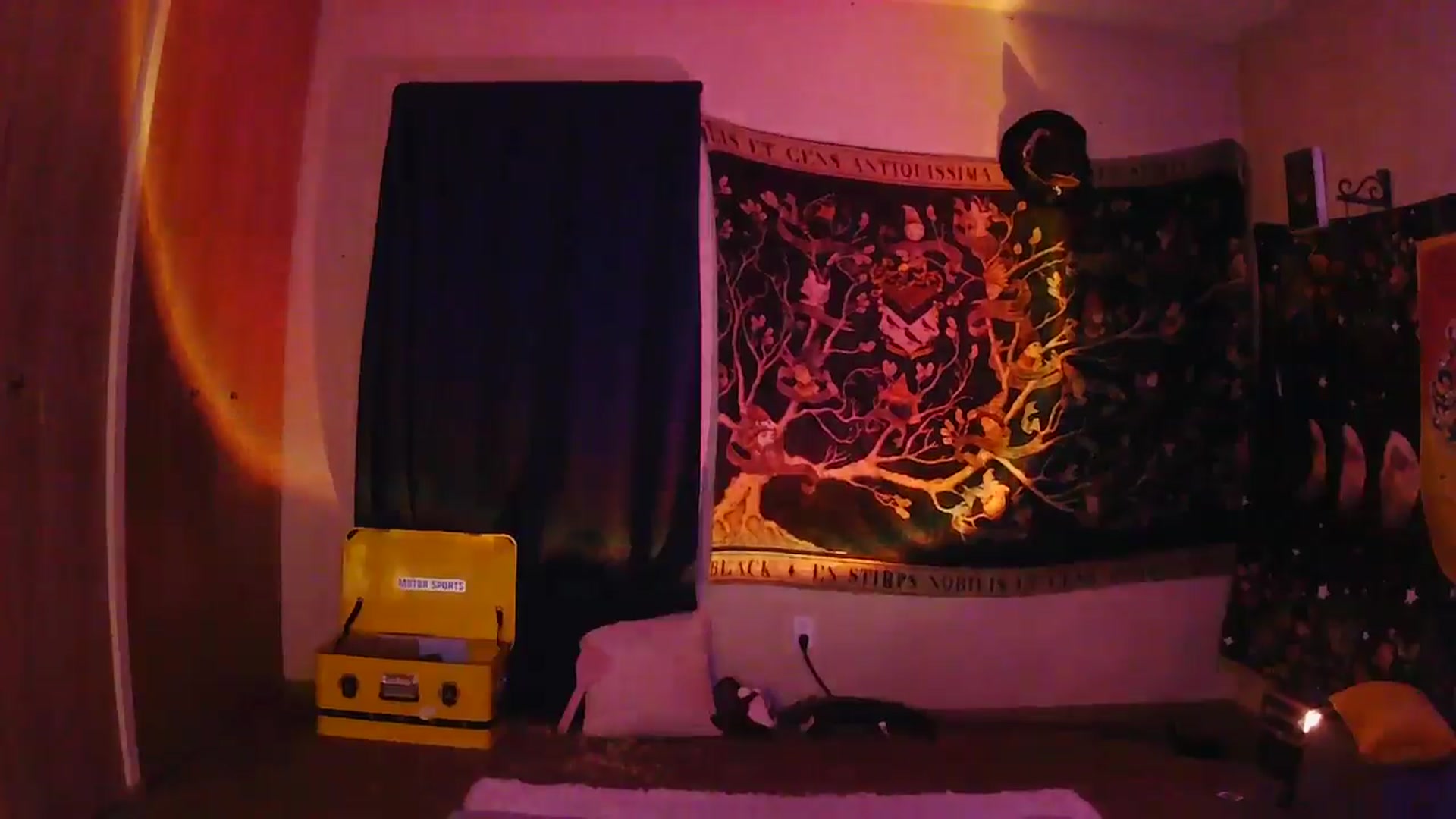 Gallery image thumbnail from Ancored's myfreecams stream on, 06/11/2025, 06:03 image 11 of 20
