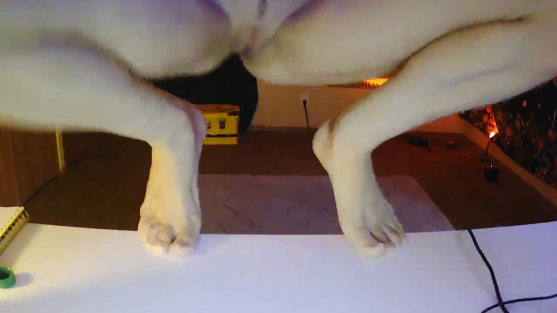 Gallery image thumbnail from Ancored's myfreecams stream on, 06/21/2025, 02:13 image 4 of 20