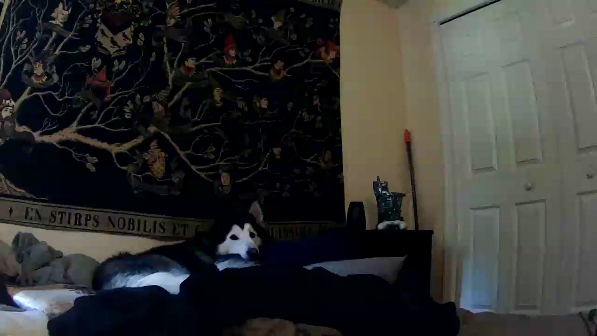 Gallery image thumbnail from Ancored's myfreecams stream on, 05/20/2026, 17:12 image 10 of 20