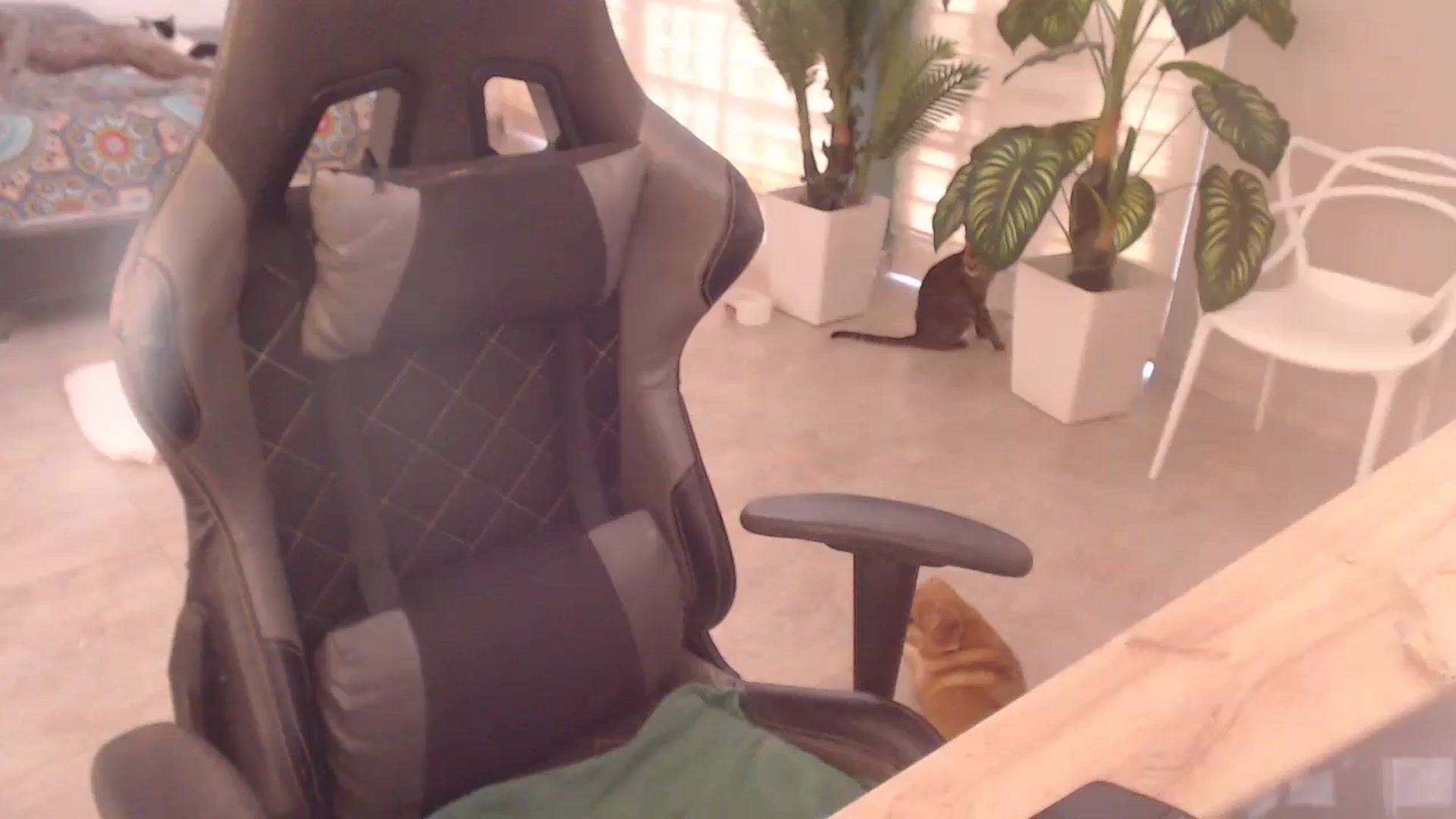 Gallery image thumbnail from AngelaMar's myfreecams stream on, 07/17/2024, 19:30 image 12 of 20
