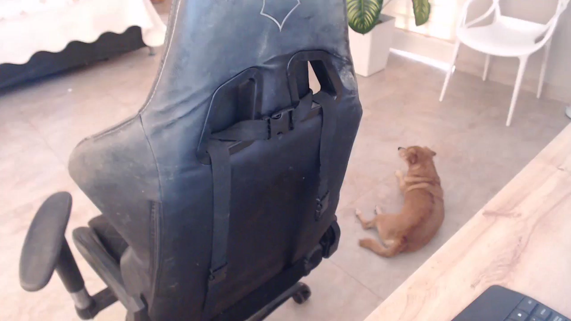 Gallery image thumbnail from AngelaMar's myfreecams stream on, 08/09/2024, 20:04 image 12 of 20