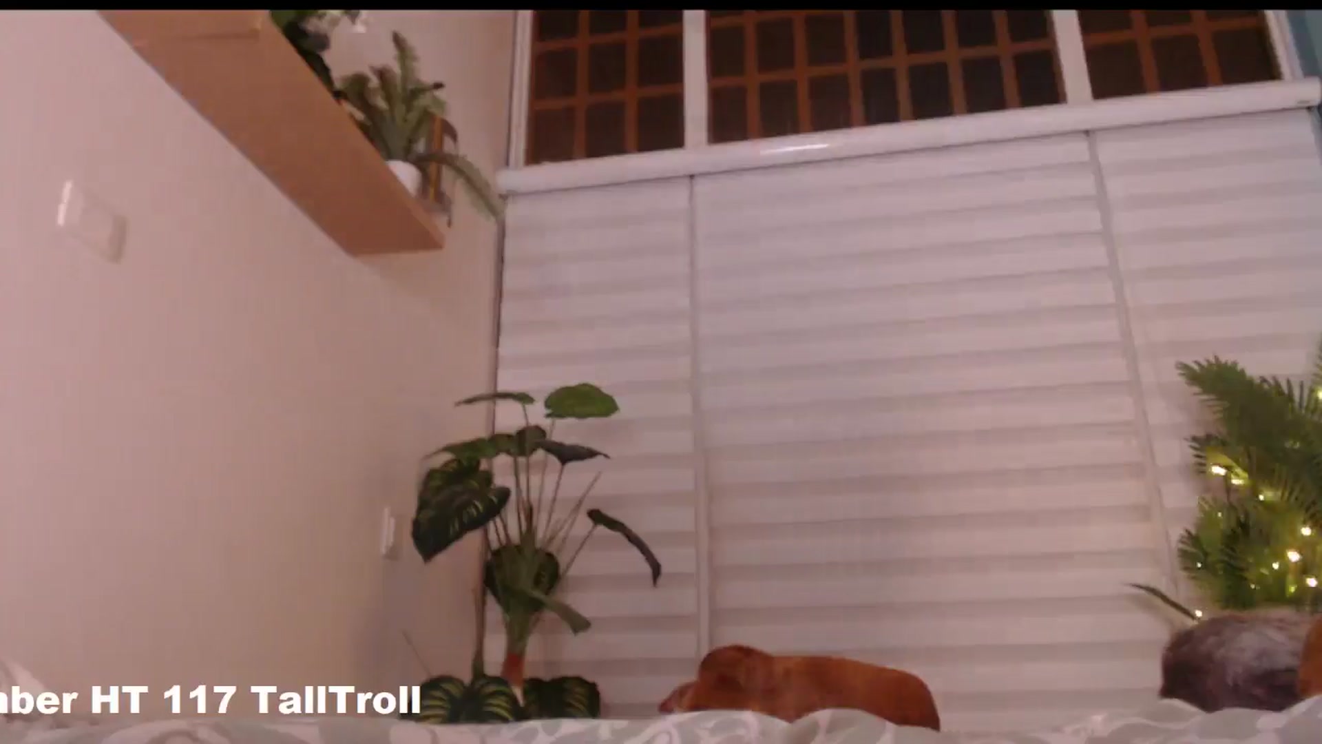 Gallery image thumbnail from AngelaMar's myfreecams stream on, 12/03/2024, 04:27 image 18 of 20