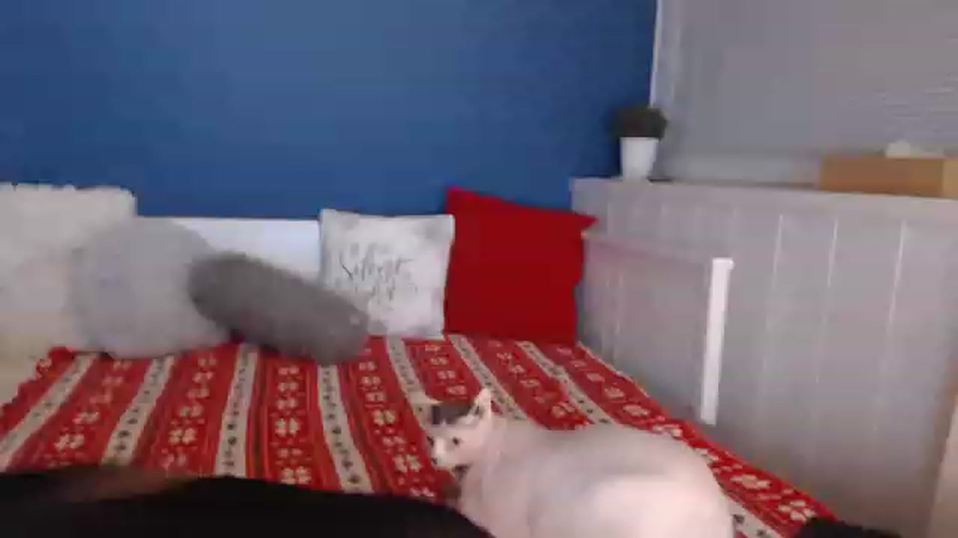 Gallery image thumbnail from AngelineShine's myfreecams stream on, 12/04/2022, 22:29 image 1 of 20