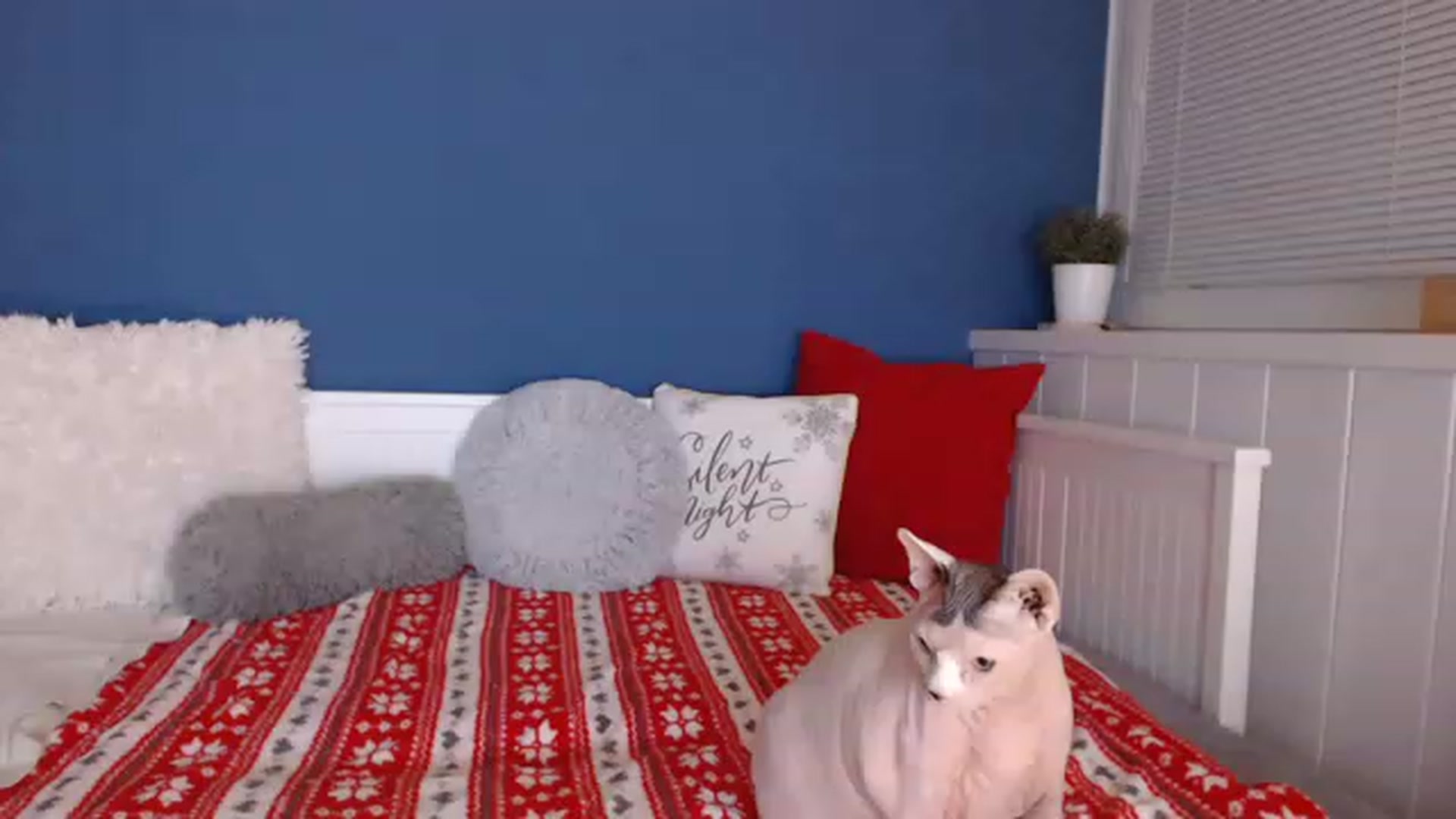 Gallery image thumbnail from AngelineShine's myfreecams stream on, 12/09/2022, 19:13 image 19 of 20