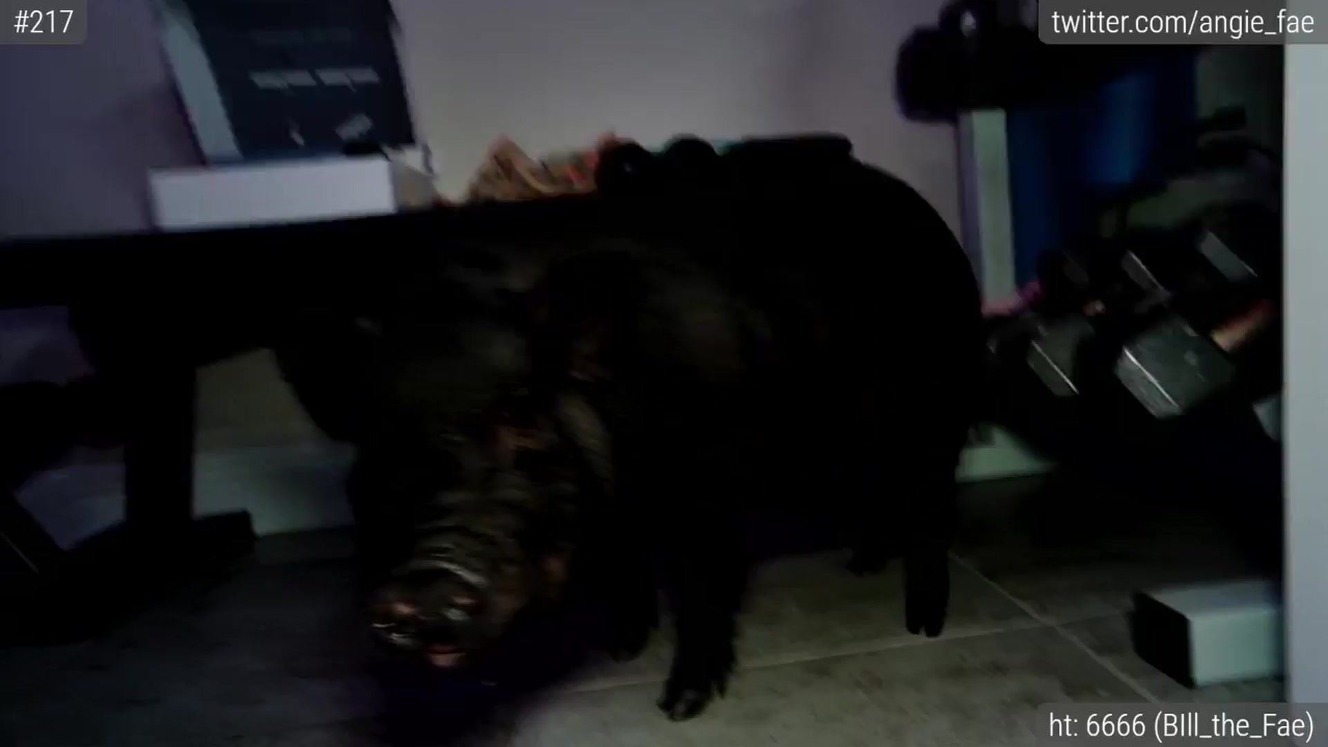 Gallery image thumbnail from AngieFae's myfreecams stream on, 06/21/2025, 04:09 image 15 of 20