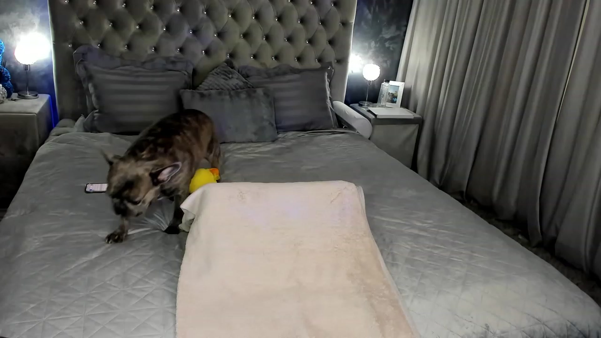 Gallery image thumbnail from AnnaBabe66's myfreecams stream on, 03/06/2024, 11:32 image 18 of 20