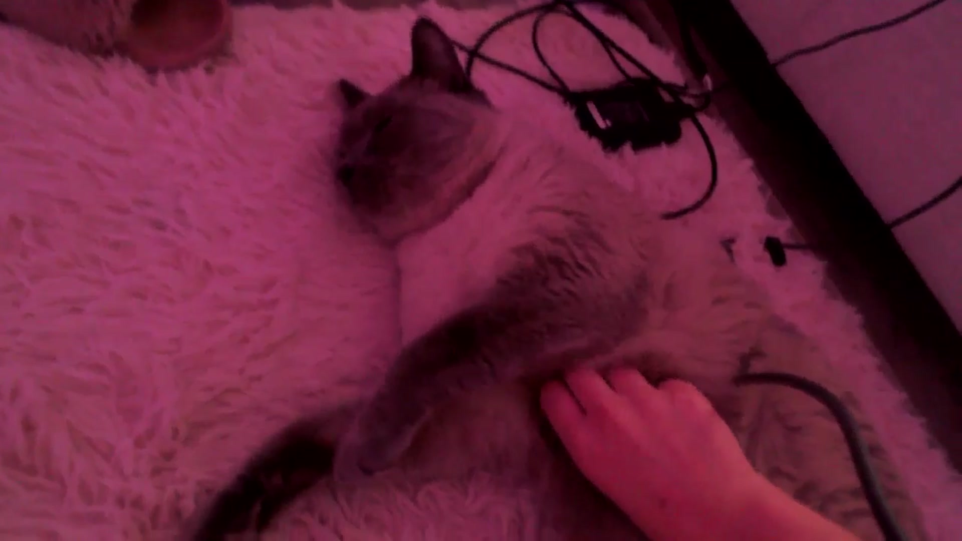 Gallery image thumbnail from AnnaFaux's myfreecams stream on, 03/15/2025, 24:01 image 7 of 20